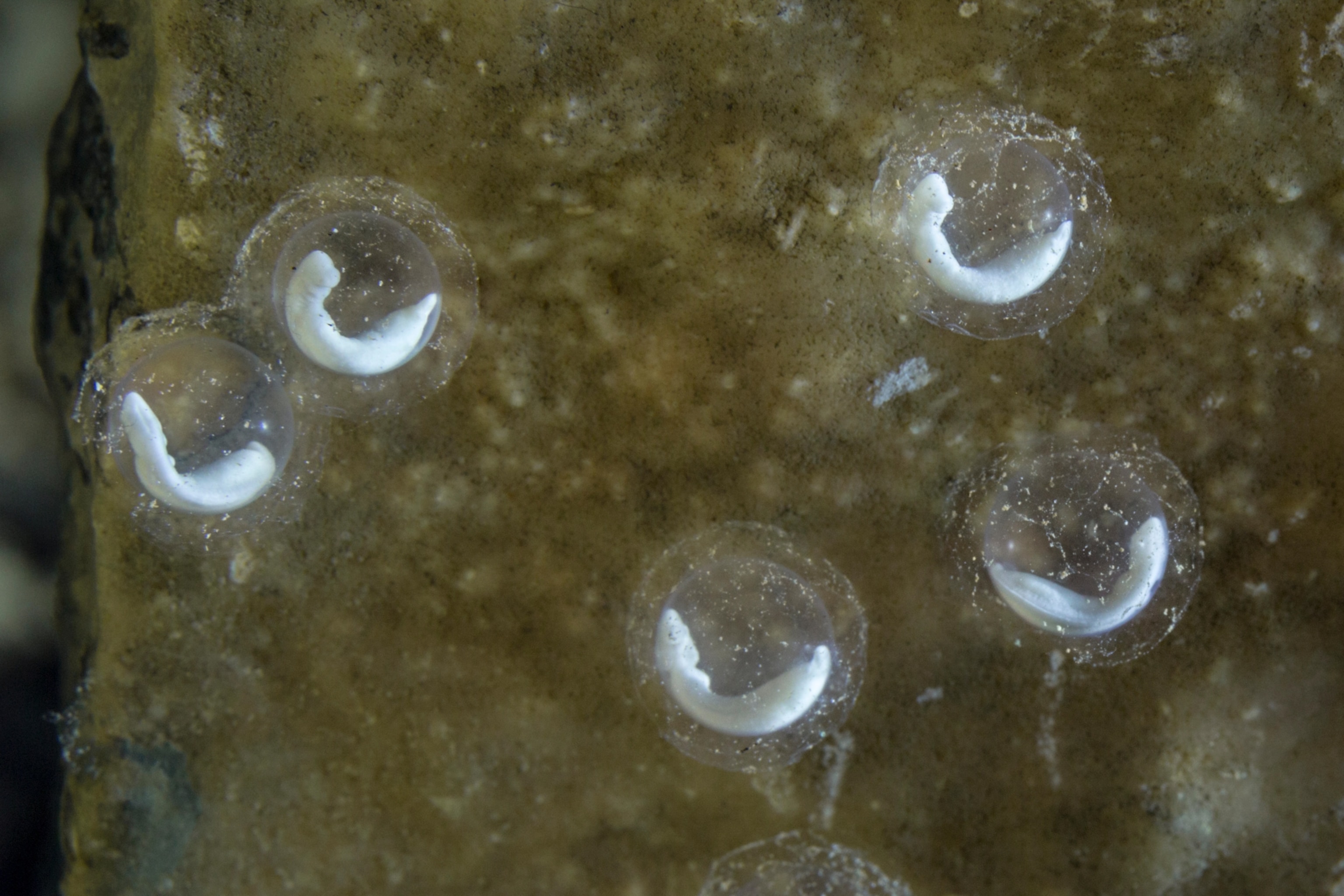 Developing embryos of the Olm (Proteus anguinus) attached to the underside of a rock.