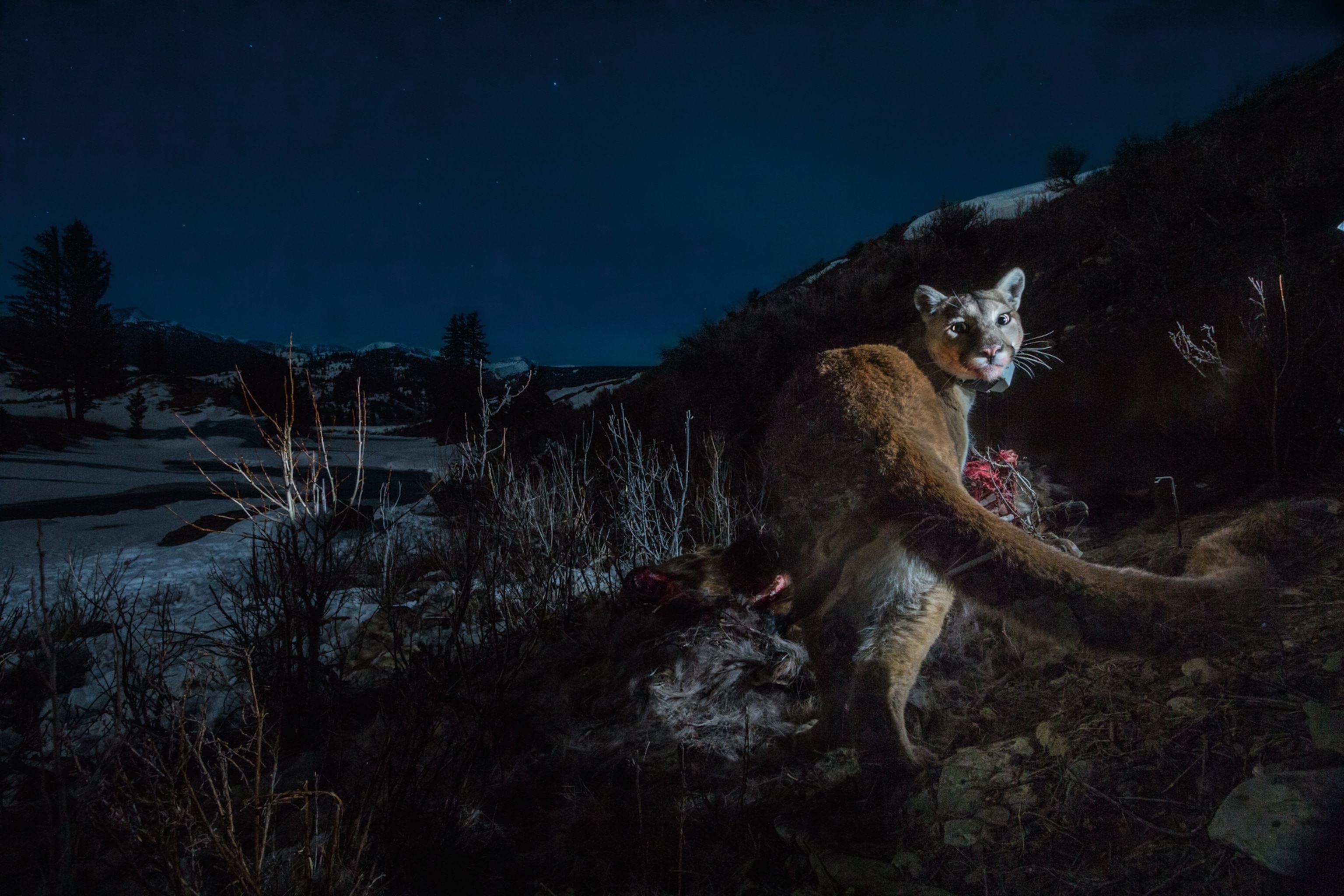 a cougar distracted by the flash of a hidden camera