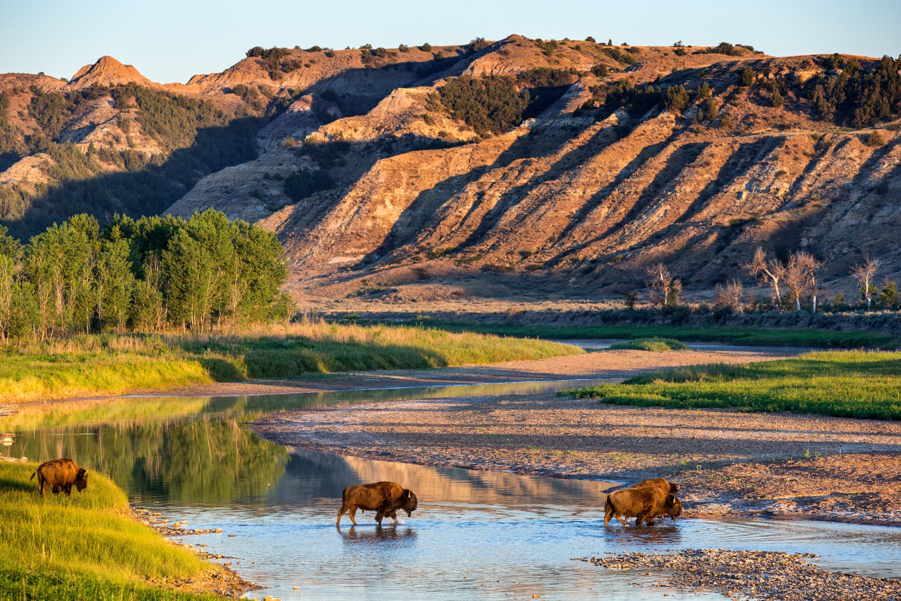 bison crossing the Little Missouri River in Theodore Roosevelt National Park
