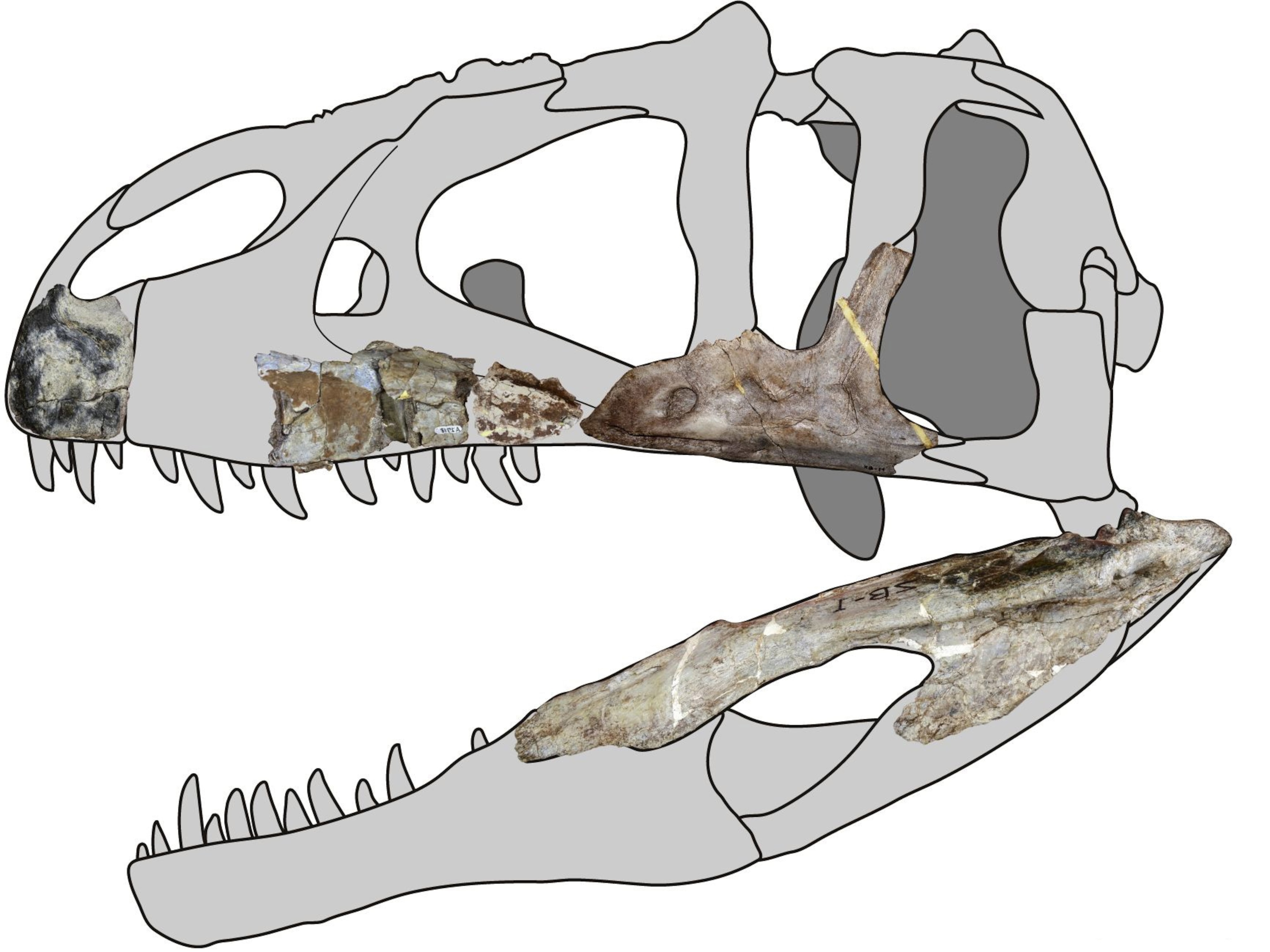 Siamraptor skull reconstruction
