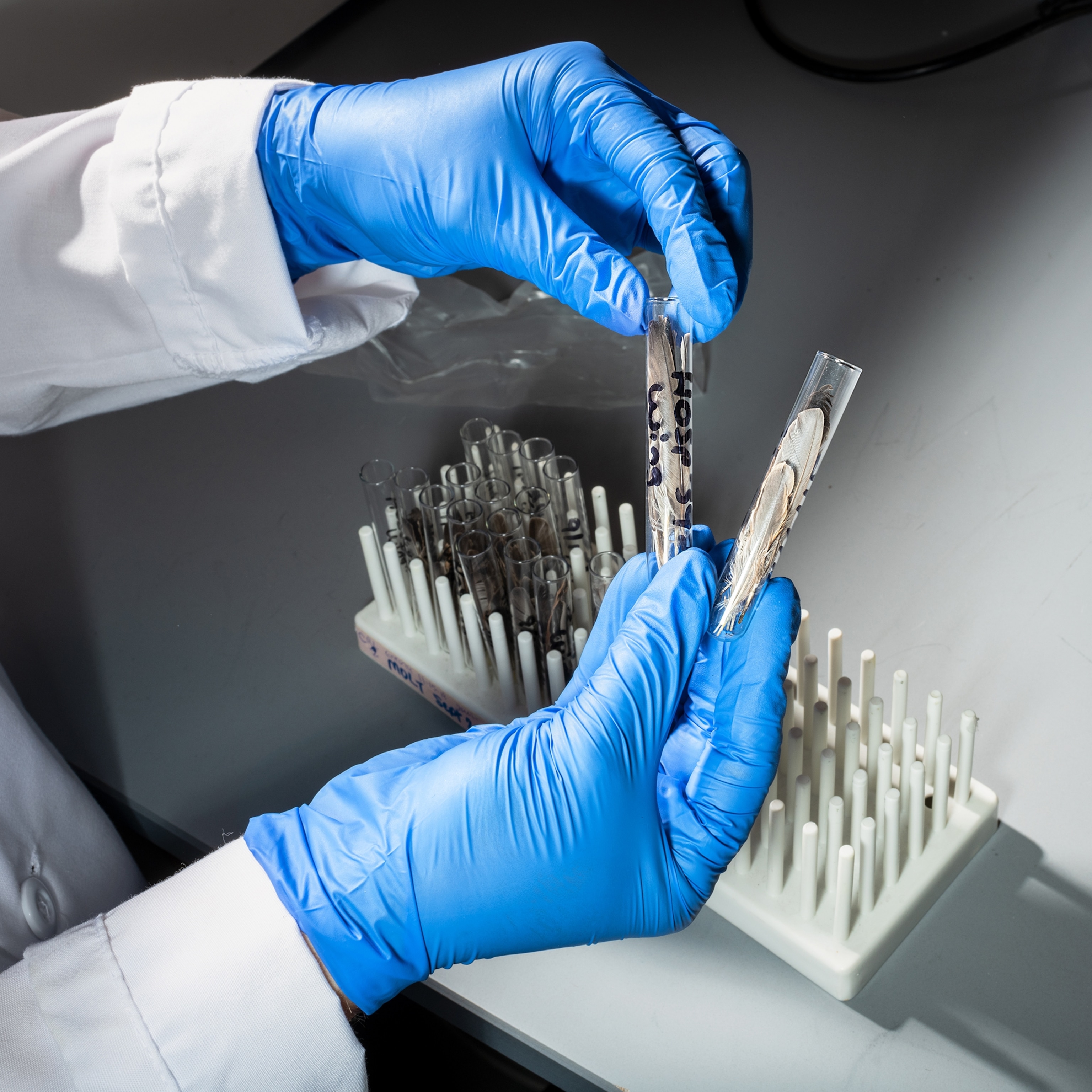 Blue gloved hands hold two vials containing sparrow feathers.