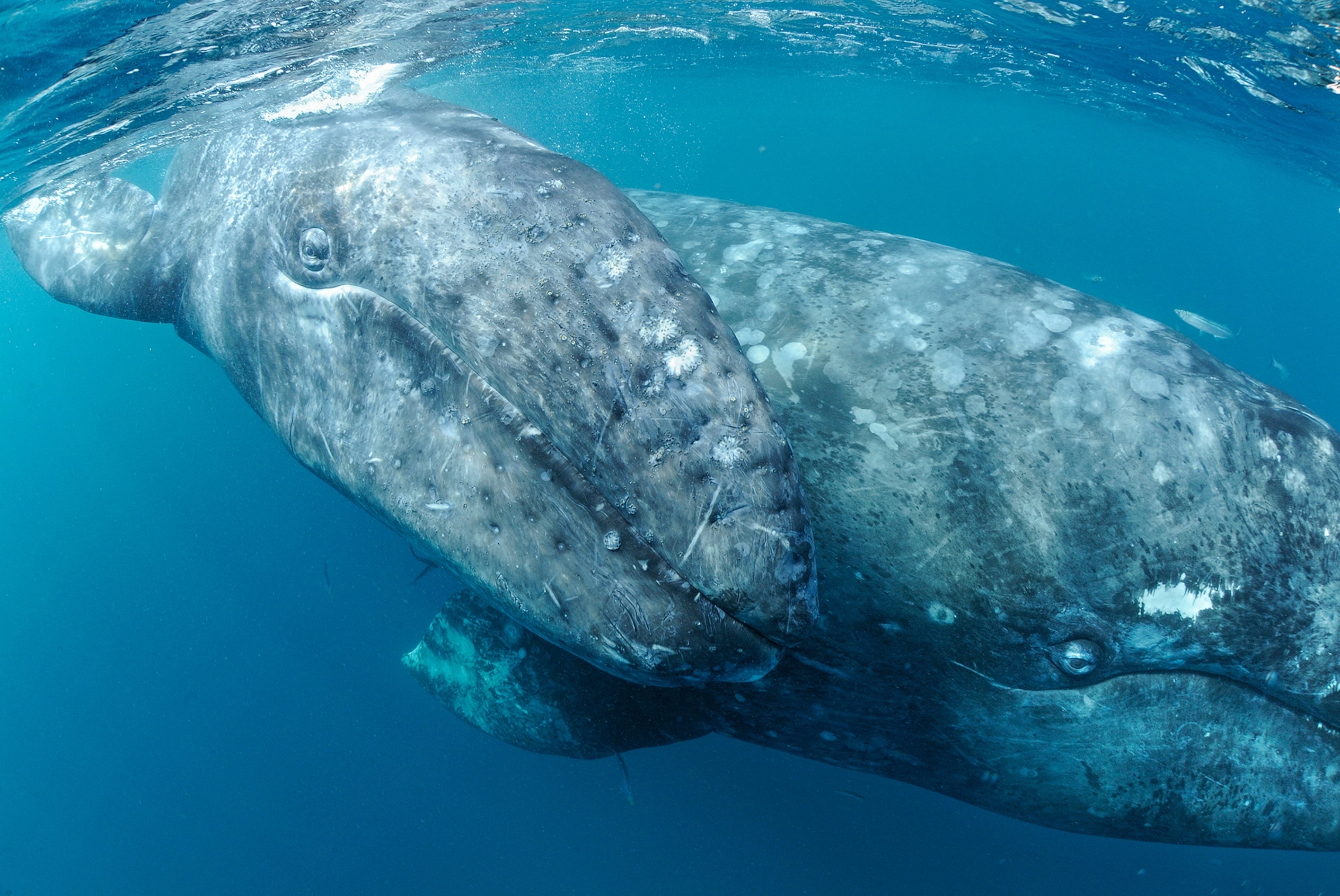 gray whales and calves in Baja, Mexico