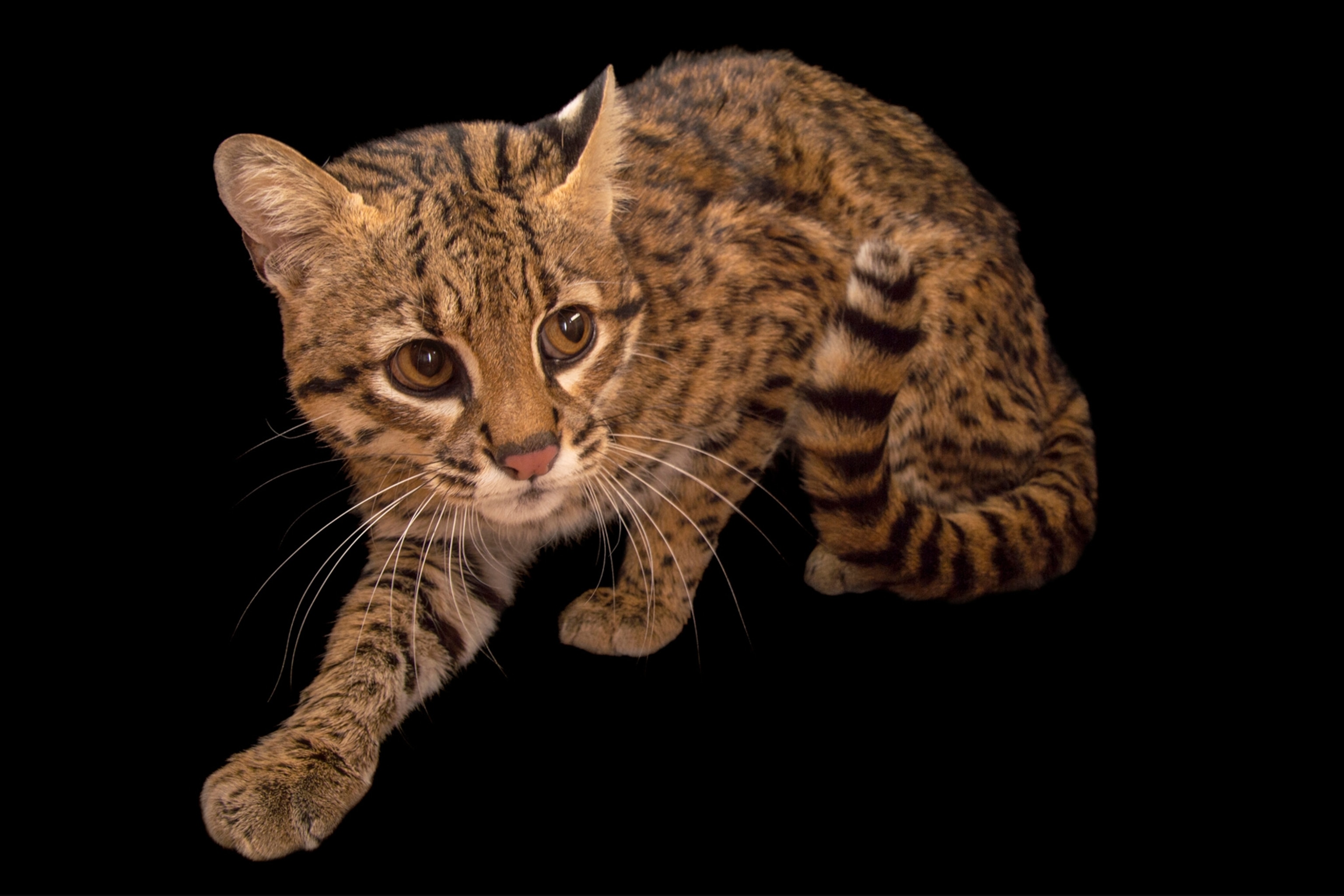 Geoffroy's cat