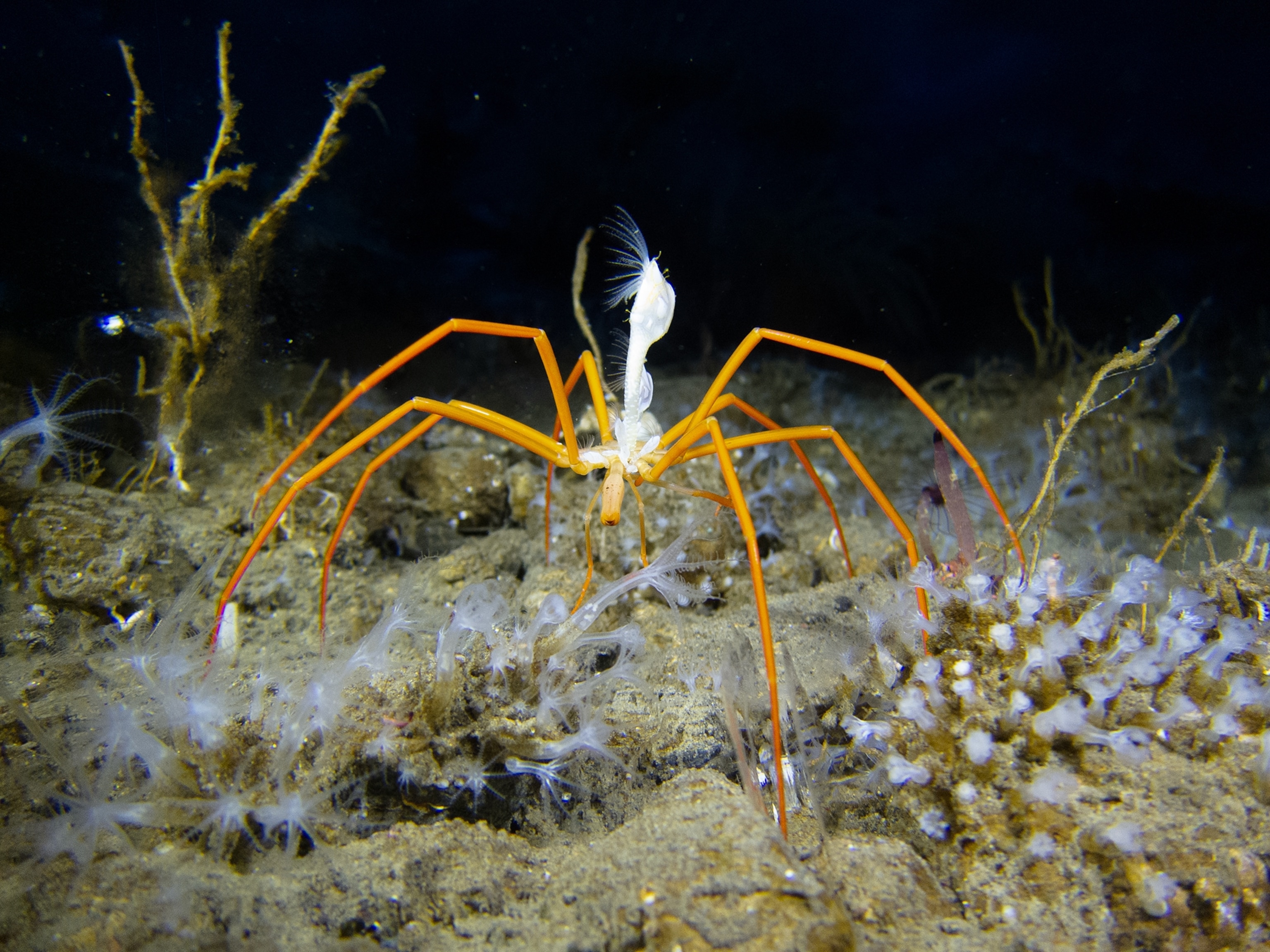 Orange sea spider sits at the bottom of the ocean.