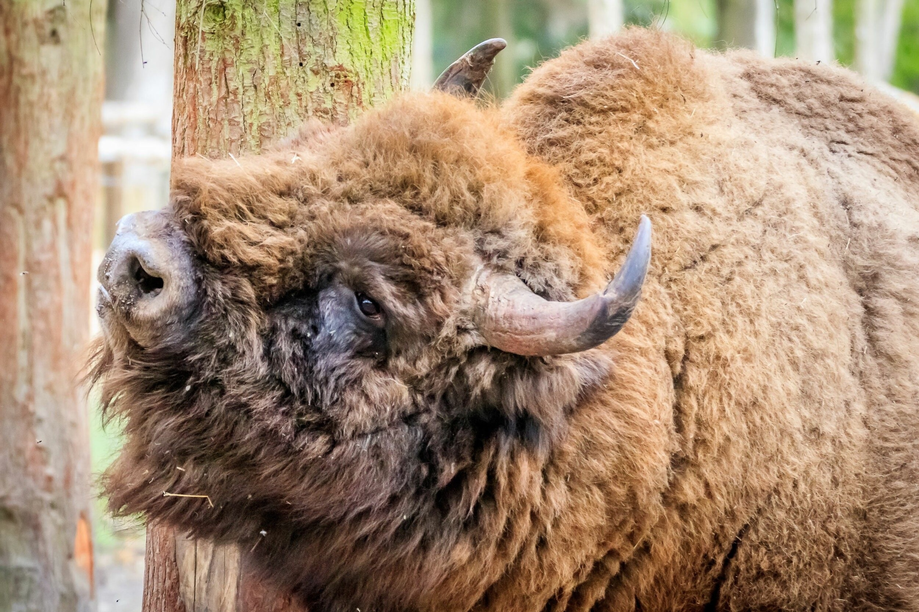 Partnering with the Wildwood Trust, Kent Wildlife Trust will import and release European bison at a former pine wood plantation near Canterbury in 2022.