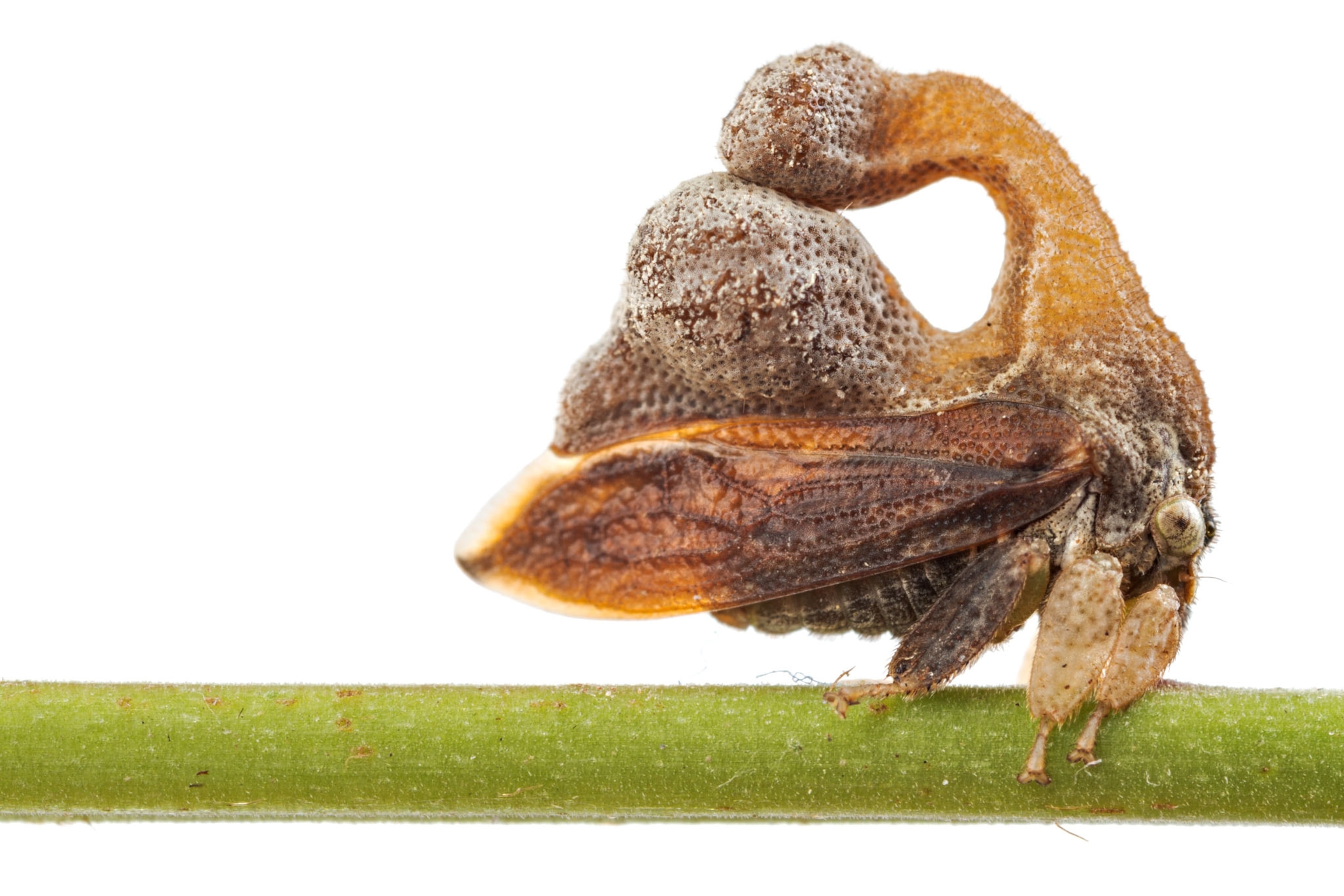 a treehopper on a white background