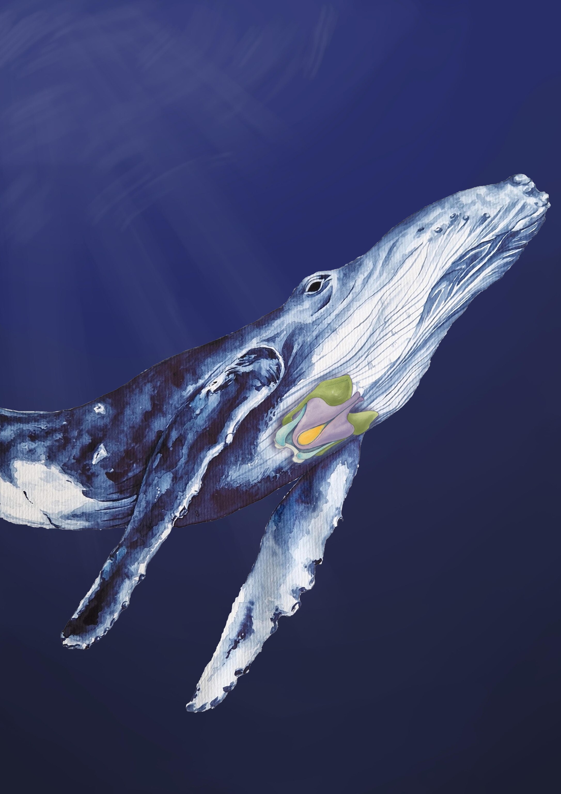 A humpback whale is painted with various blue and white tones as a visual of the larynx is painted on top in pink