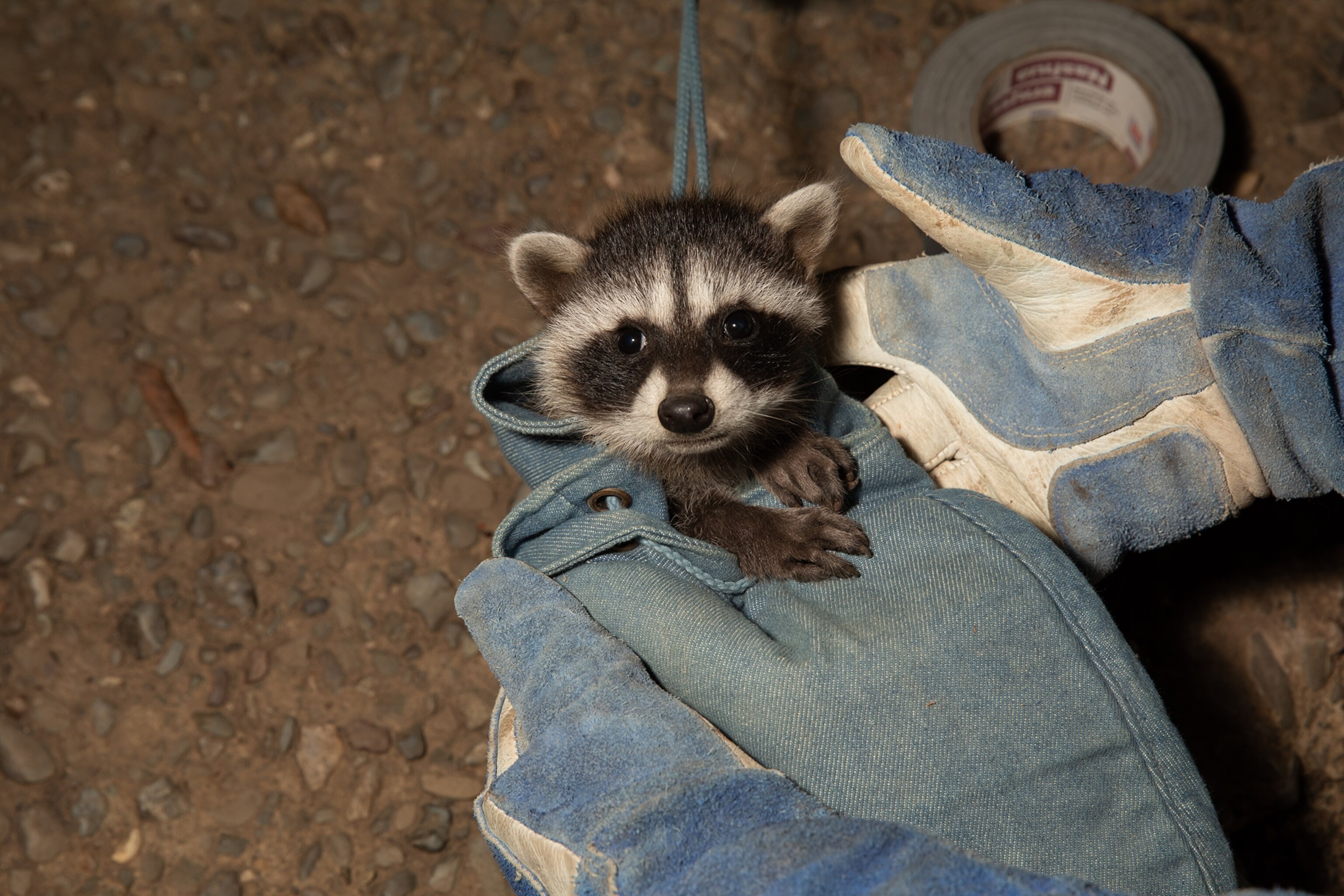 Picture of a raccoon being removed from a residence