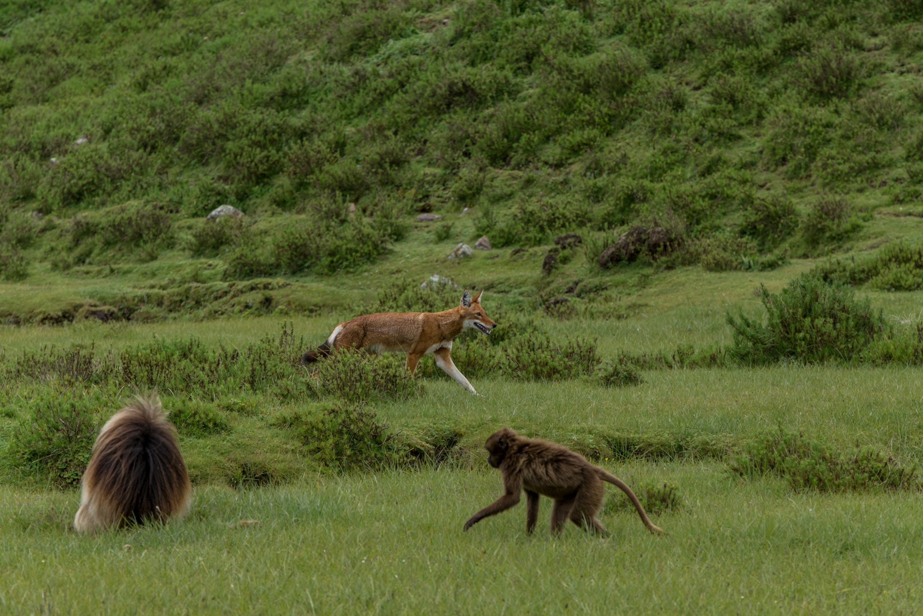 a serval walking past two gelada monkeys through the grasses at guassa