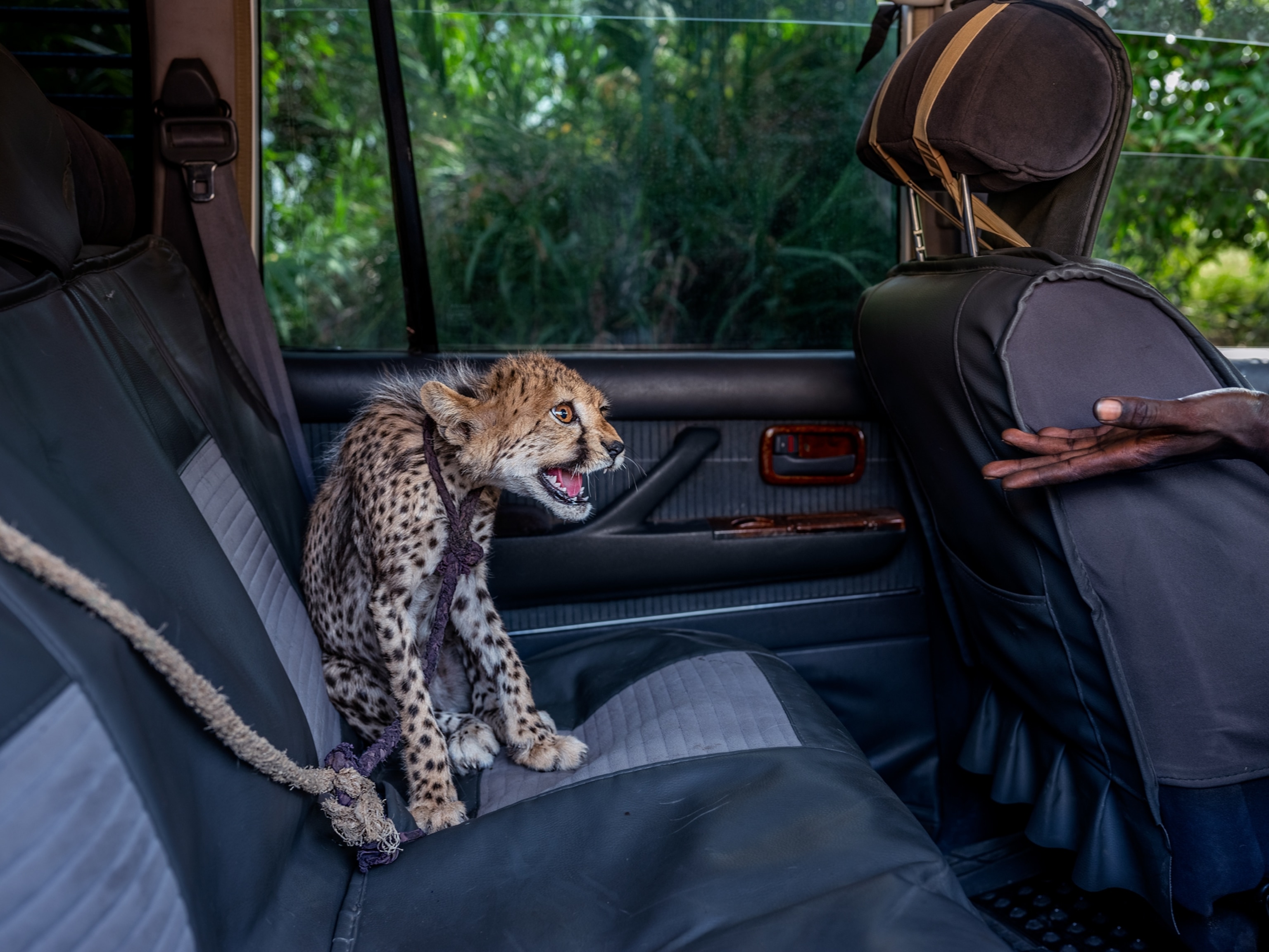 Picture of a baby cheetah in the back of a car, wearing a seat belt, with a hand reaching across the frame