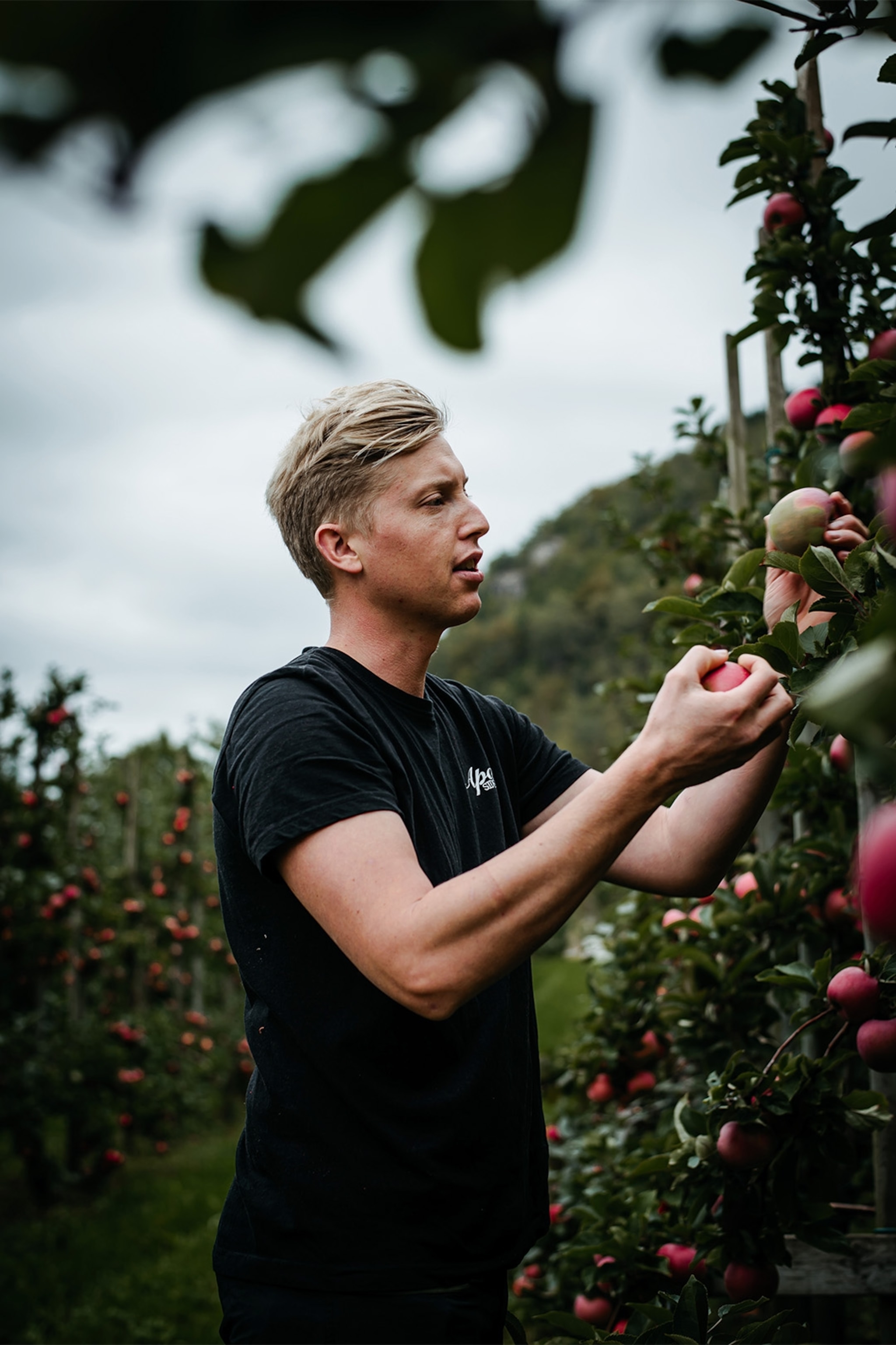 Apple picking at Apal Sideri.