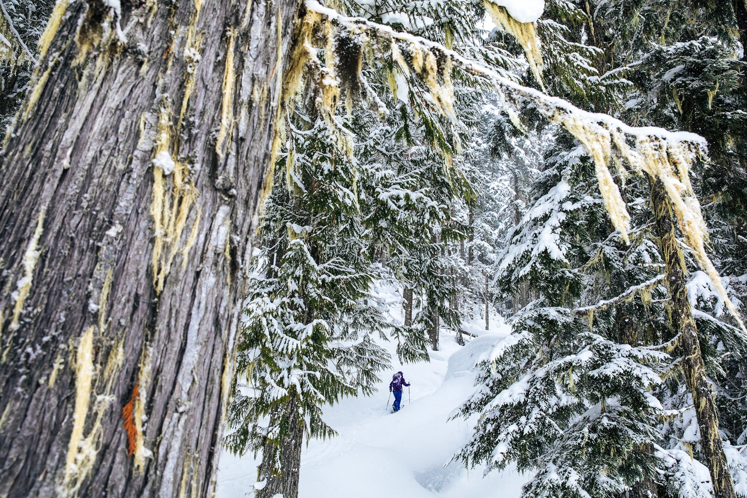A person ski touring up through the beautiful old growth on Mt Begbie Revelstoke, BC.