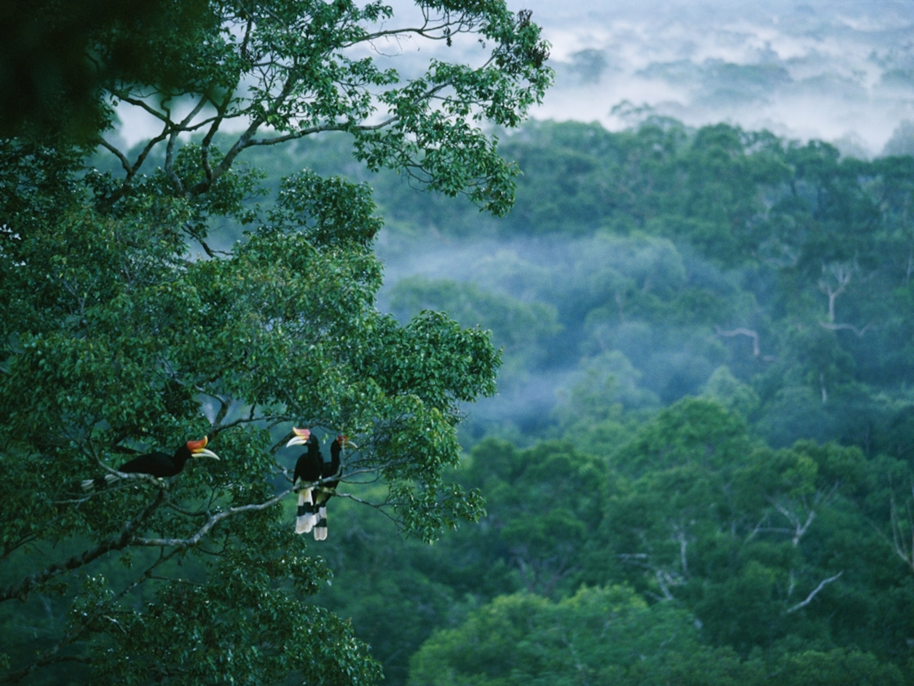 a pair of rhinoceros hornbills in a rain forest treetop