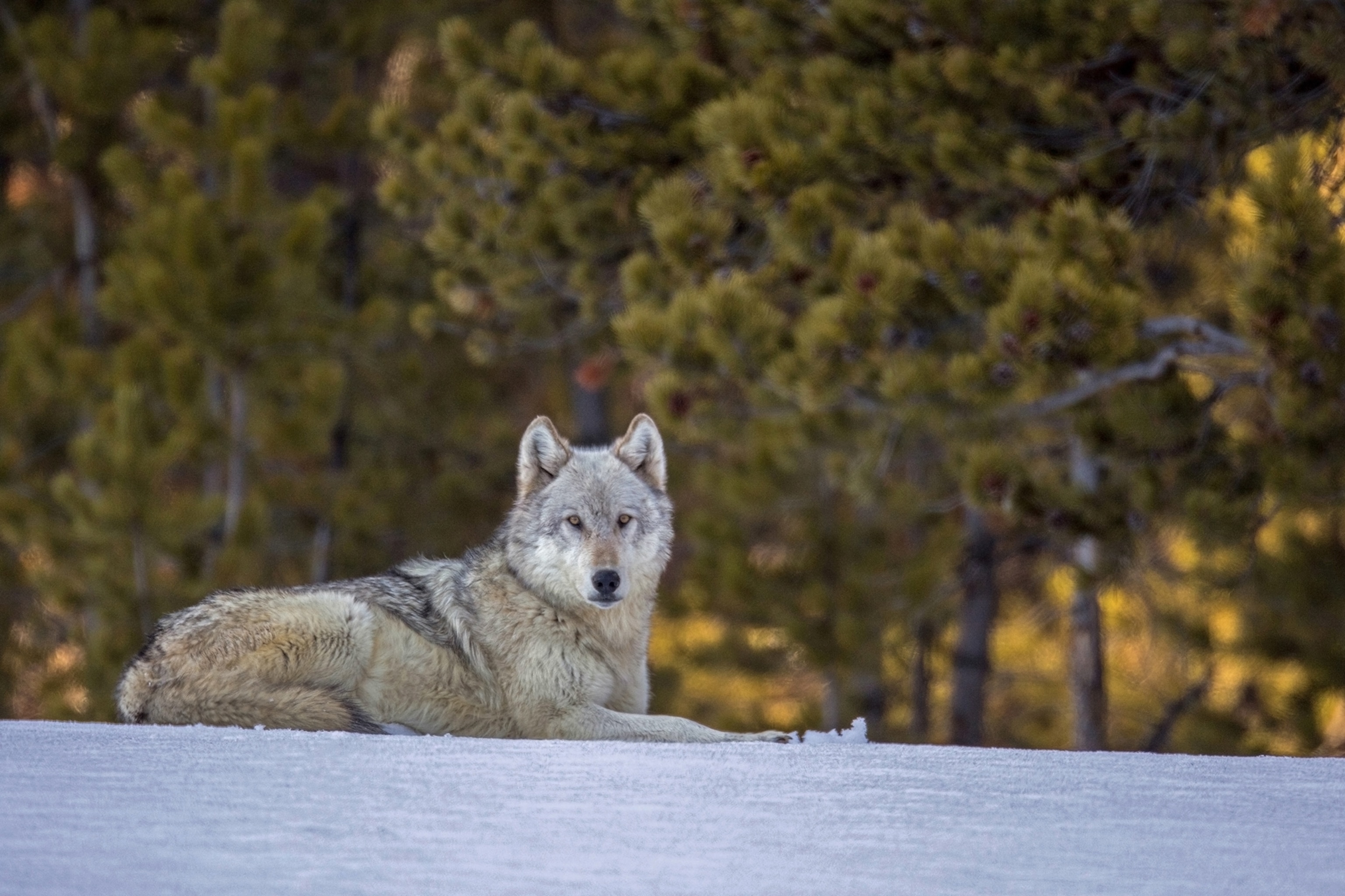Picture of a female gray wolf