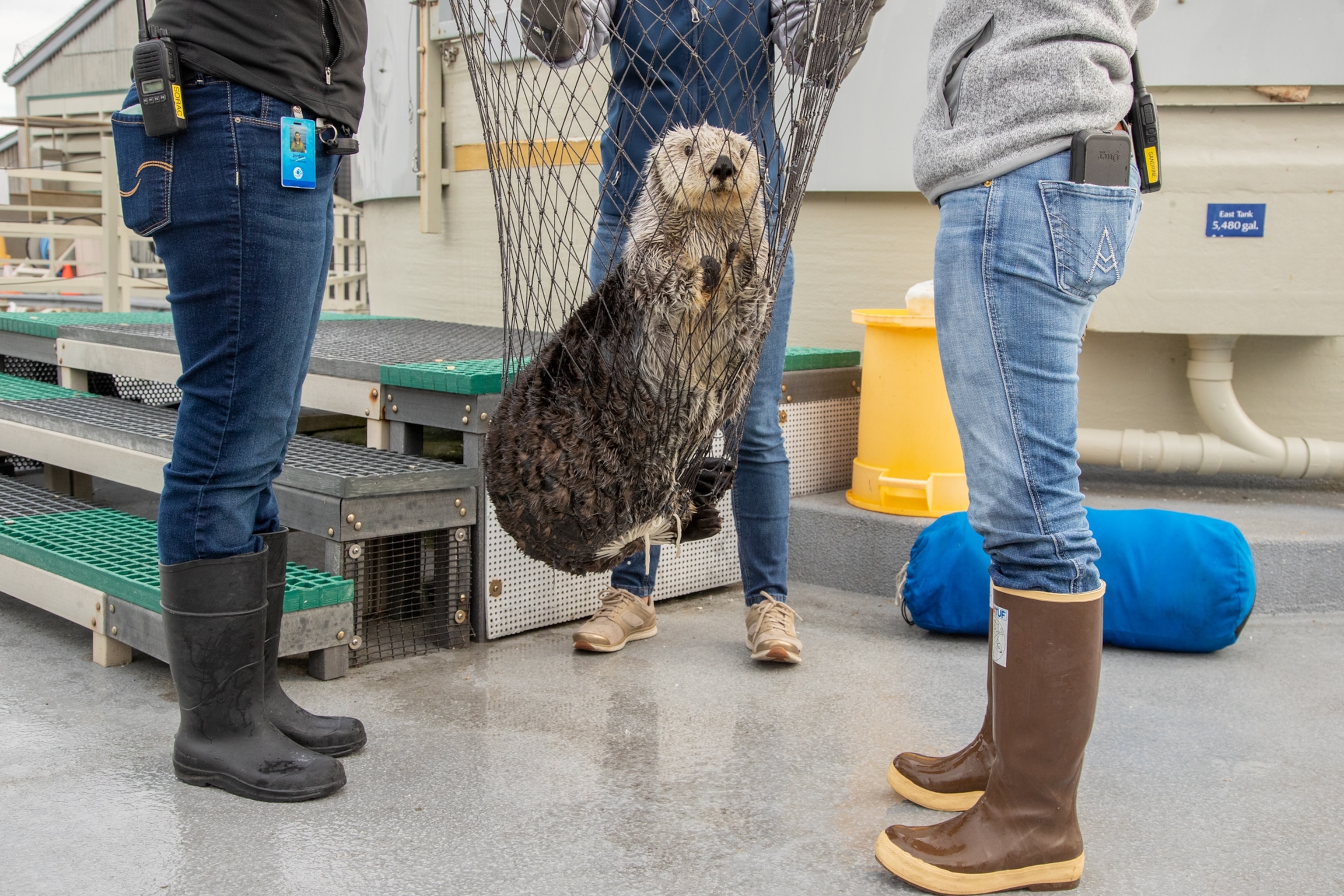 Picture of a sea otter in a large net being help up above a boat deck by three people.