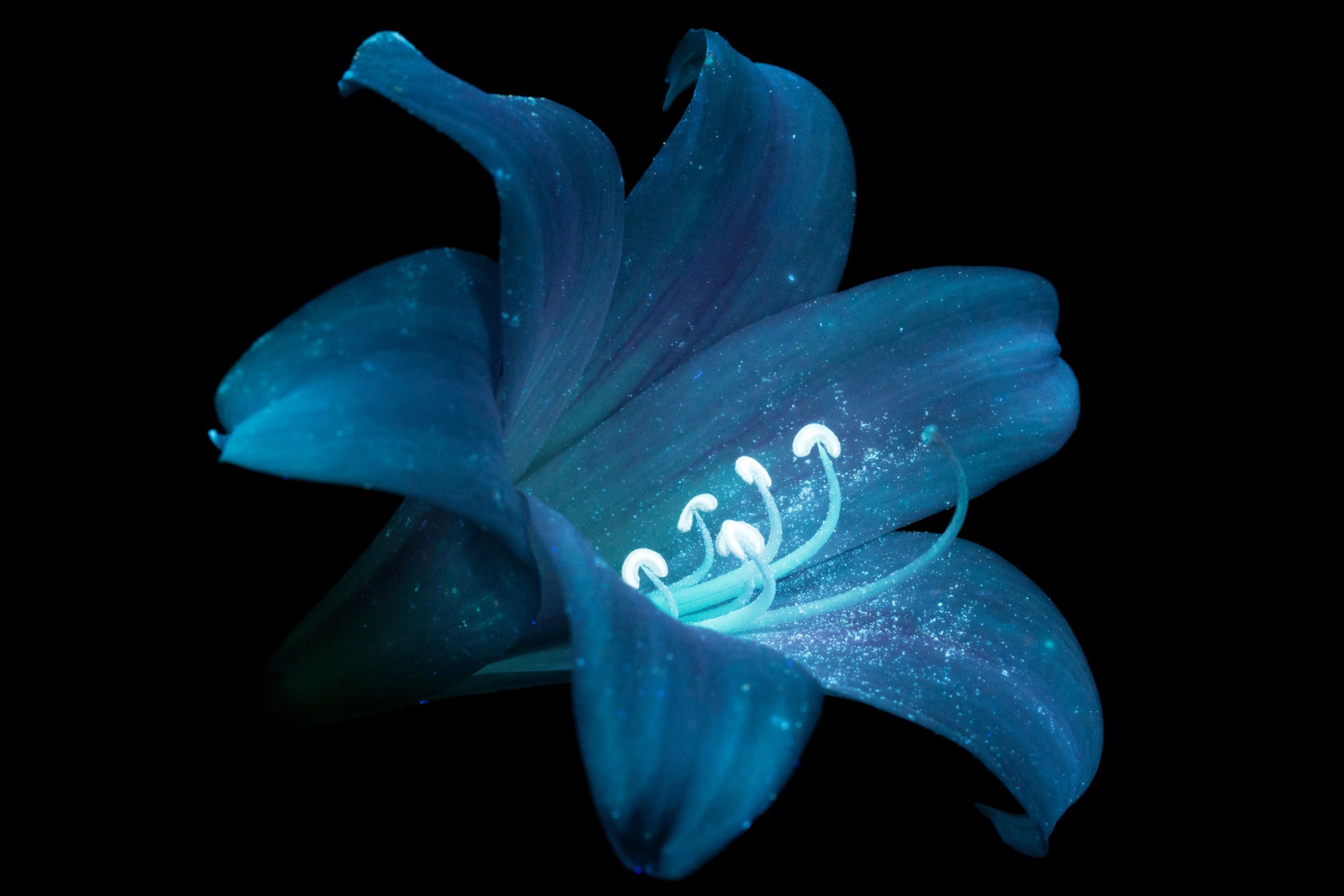 a Amaryllis