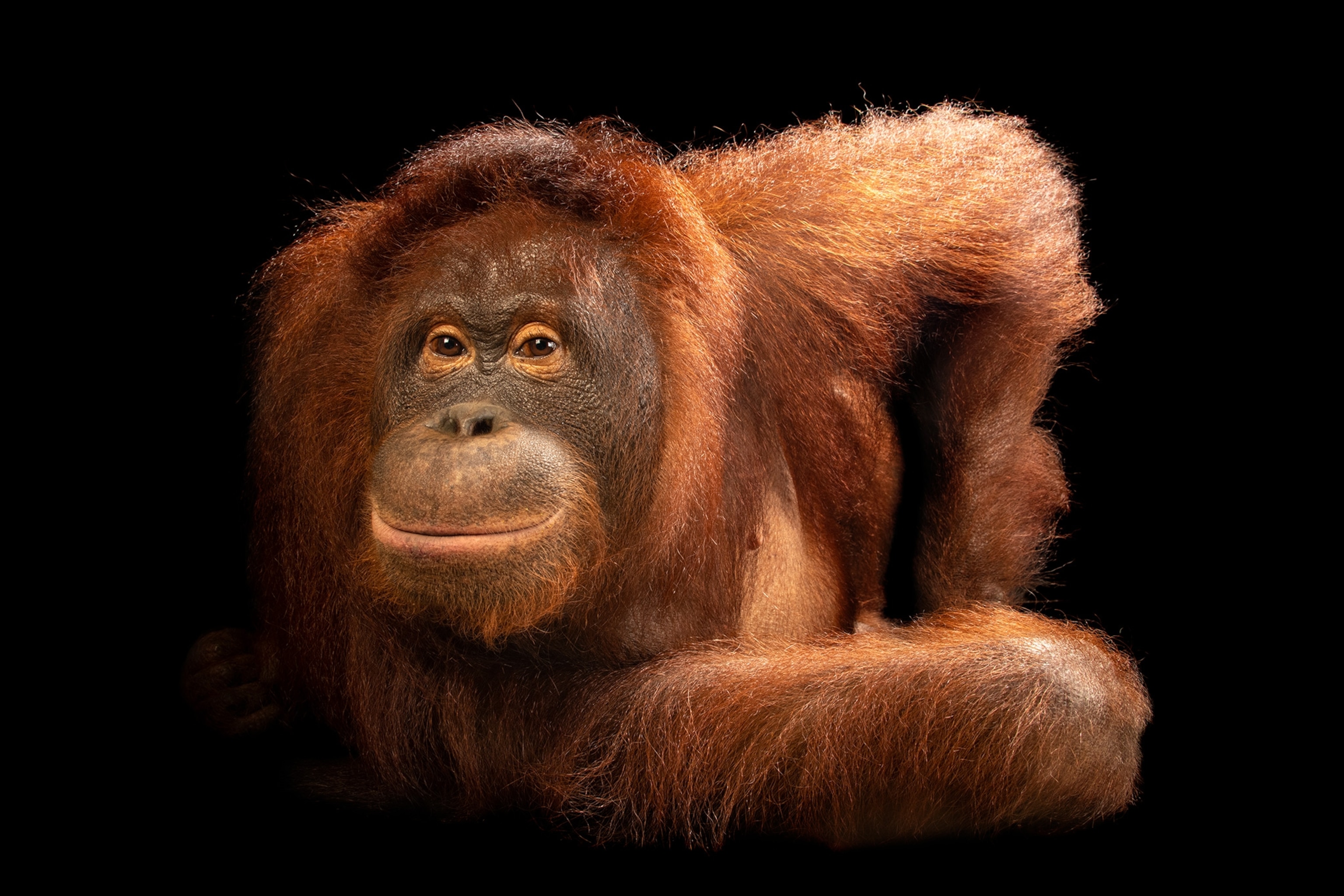 a Bornean orangutan