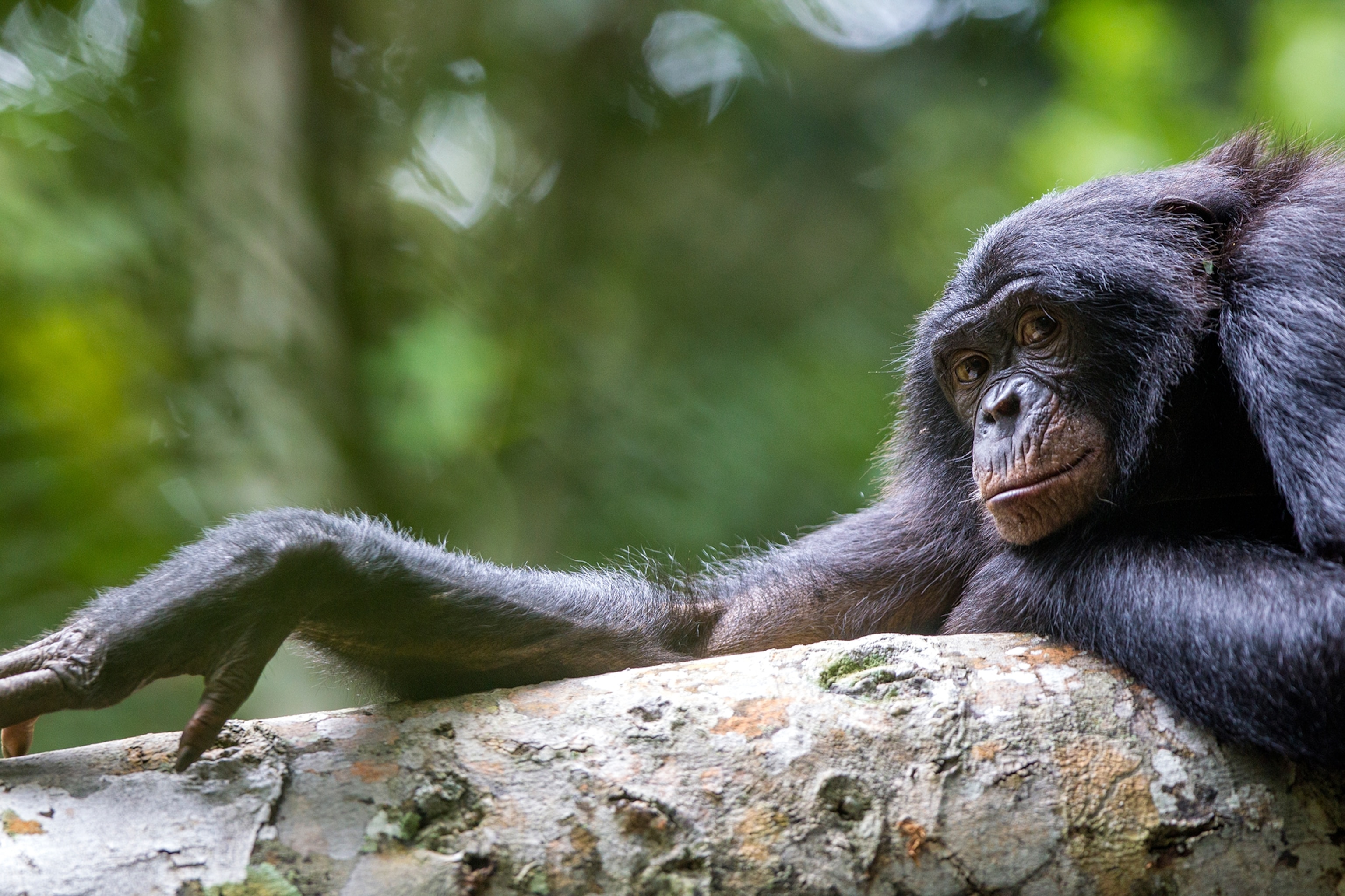 A Bonobo stares into the camera while laying on a branch. On arm is stretched across the length of the brans as the other is placed other it's chin.