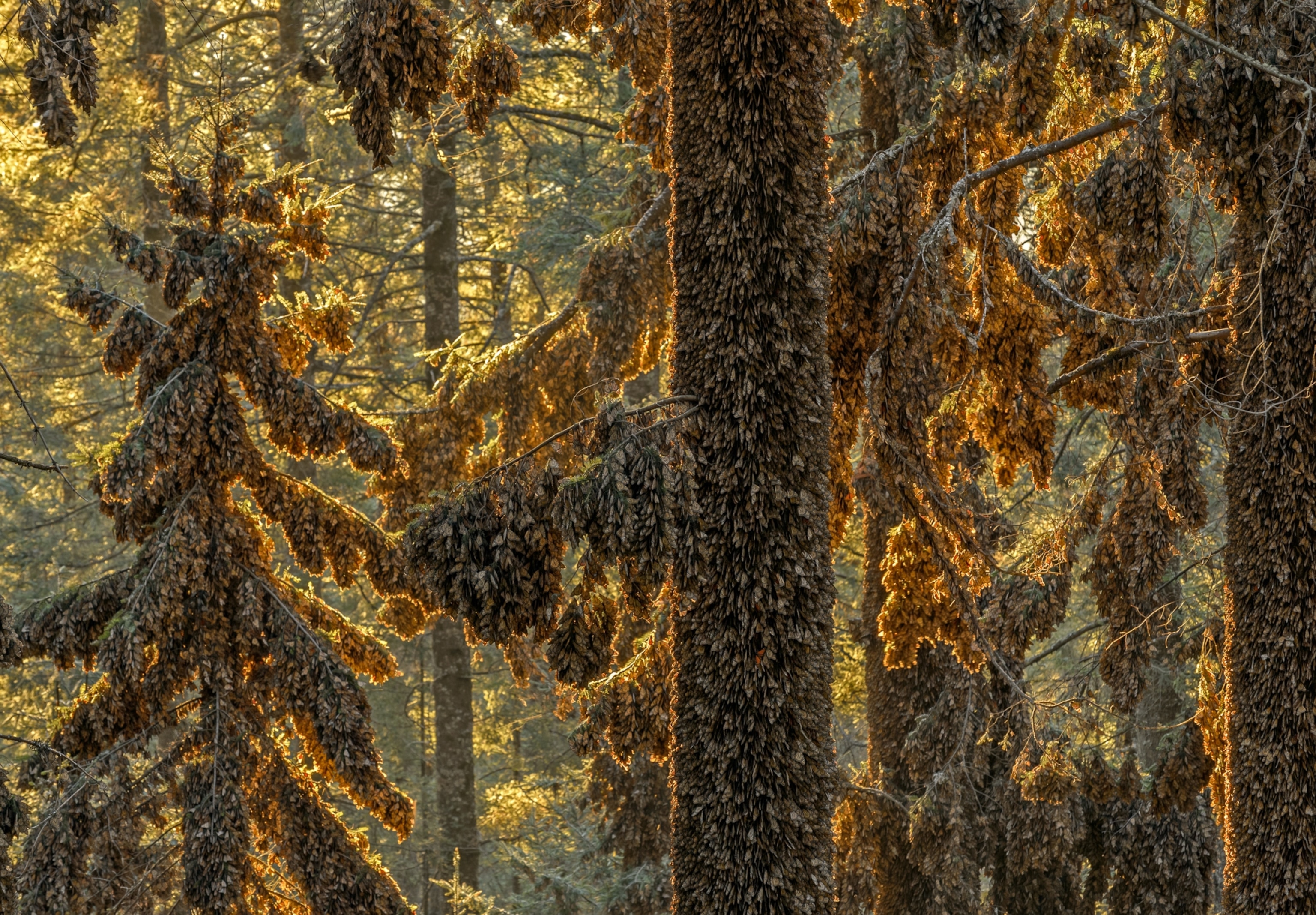 Picture of trees covered in thousands of Monarchs densely packed together at sunset.