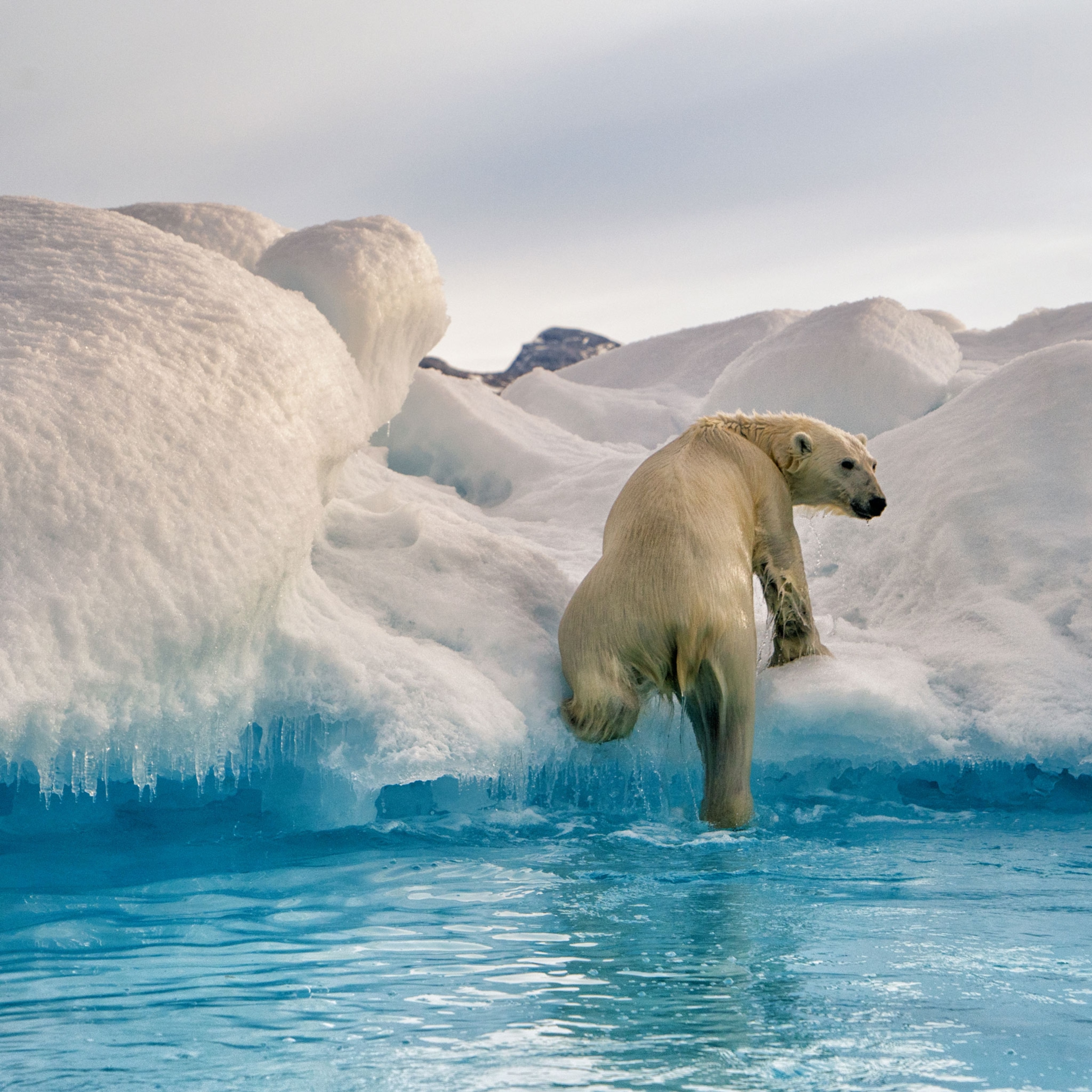 A polar bear climbs onto an iceberg.