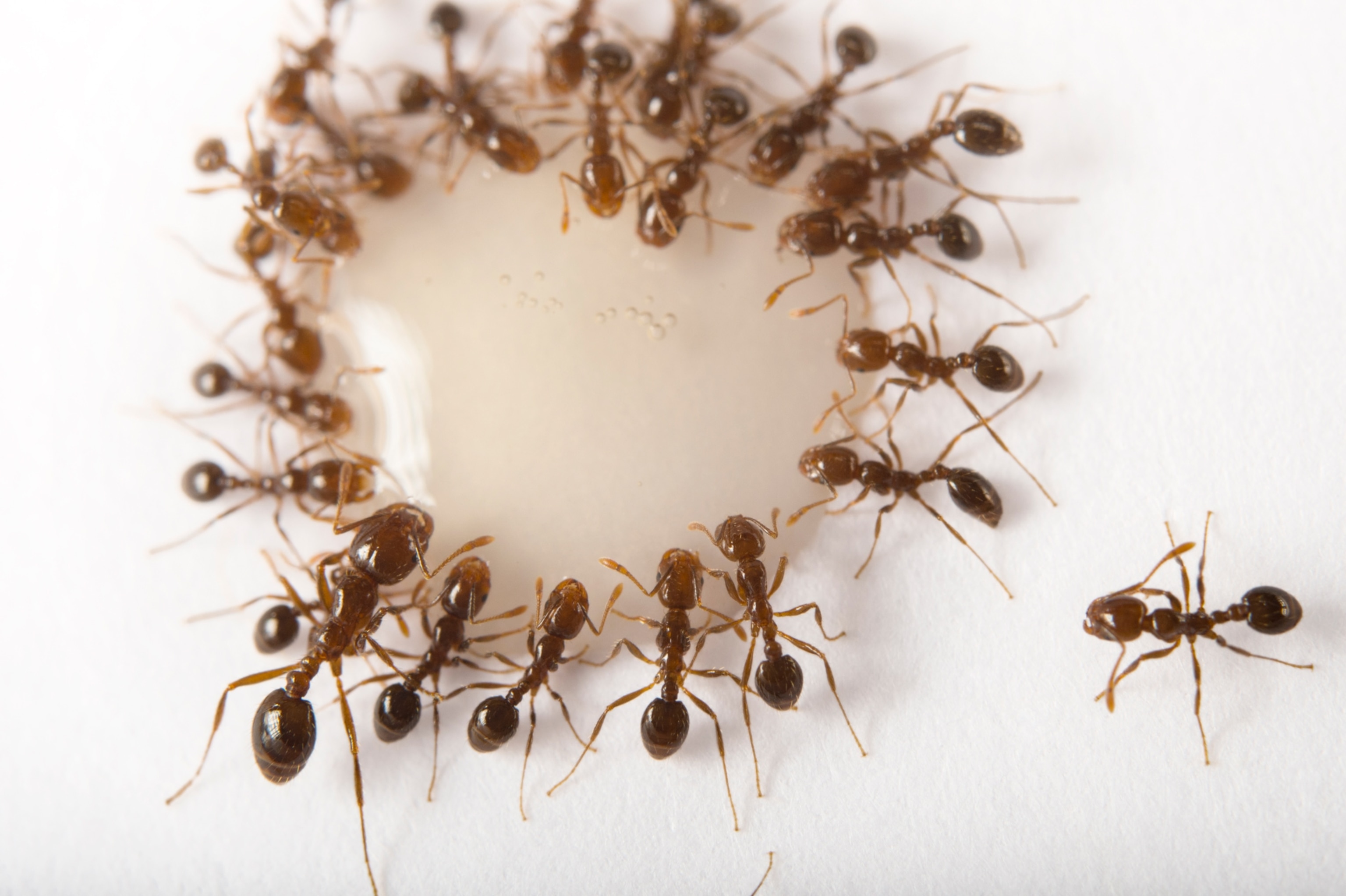 Photo of ants around white drop