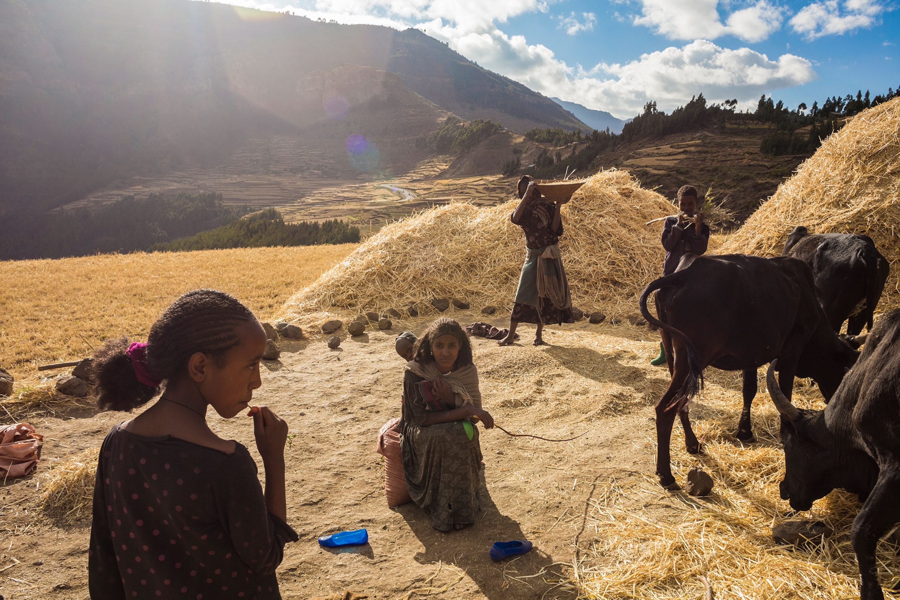 a family harvesting wheat