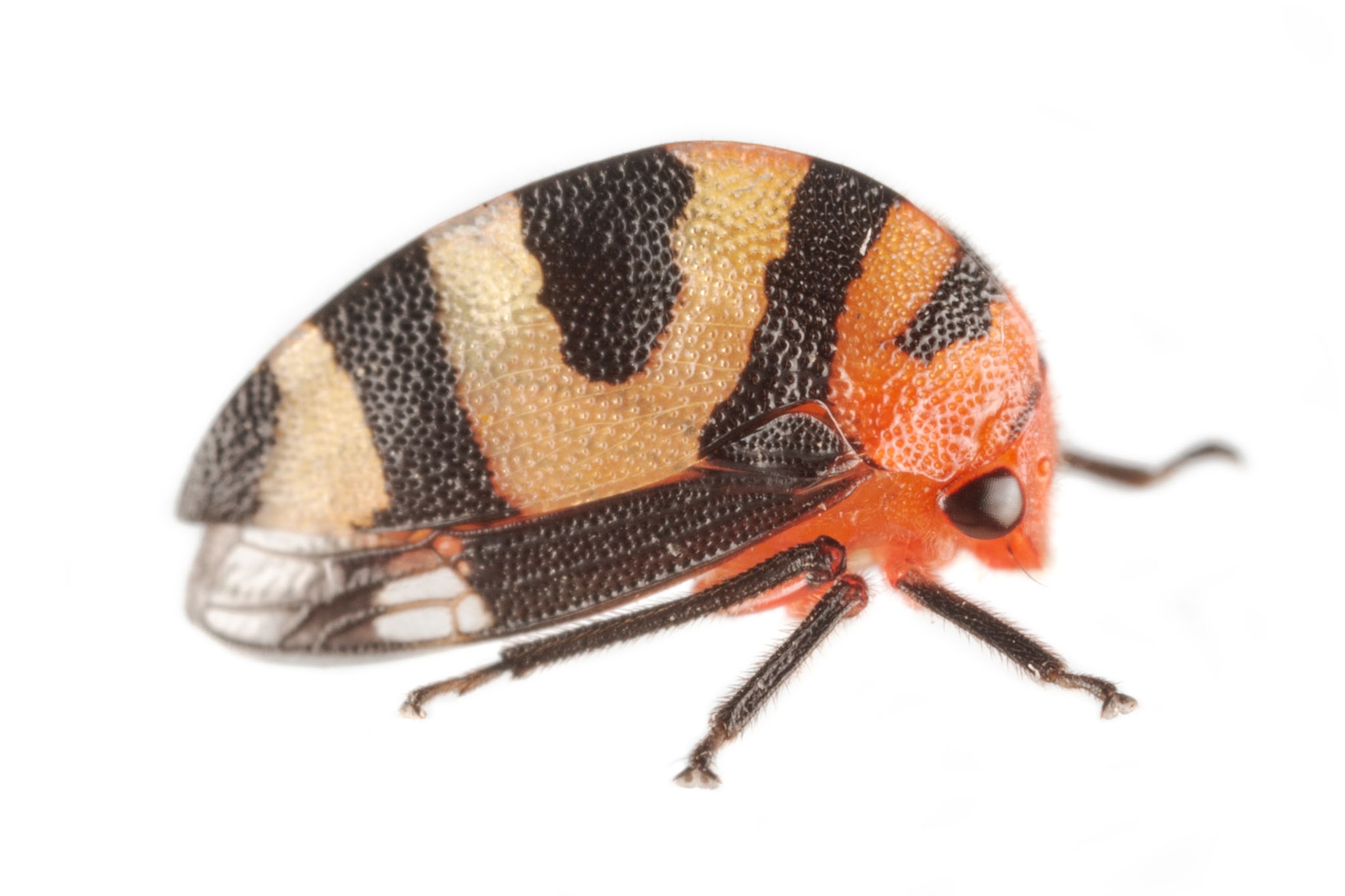 a treehopper on a white background