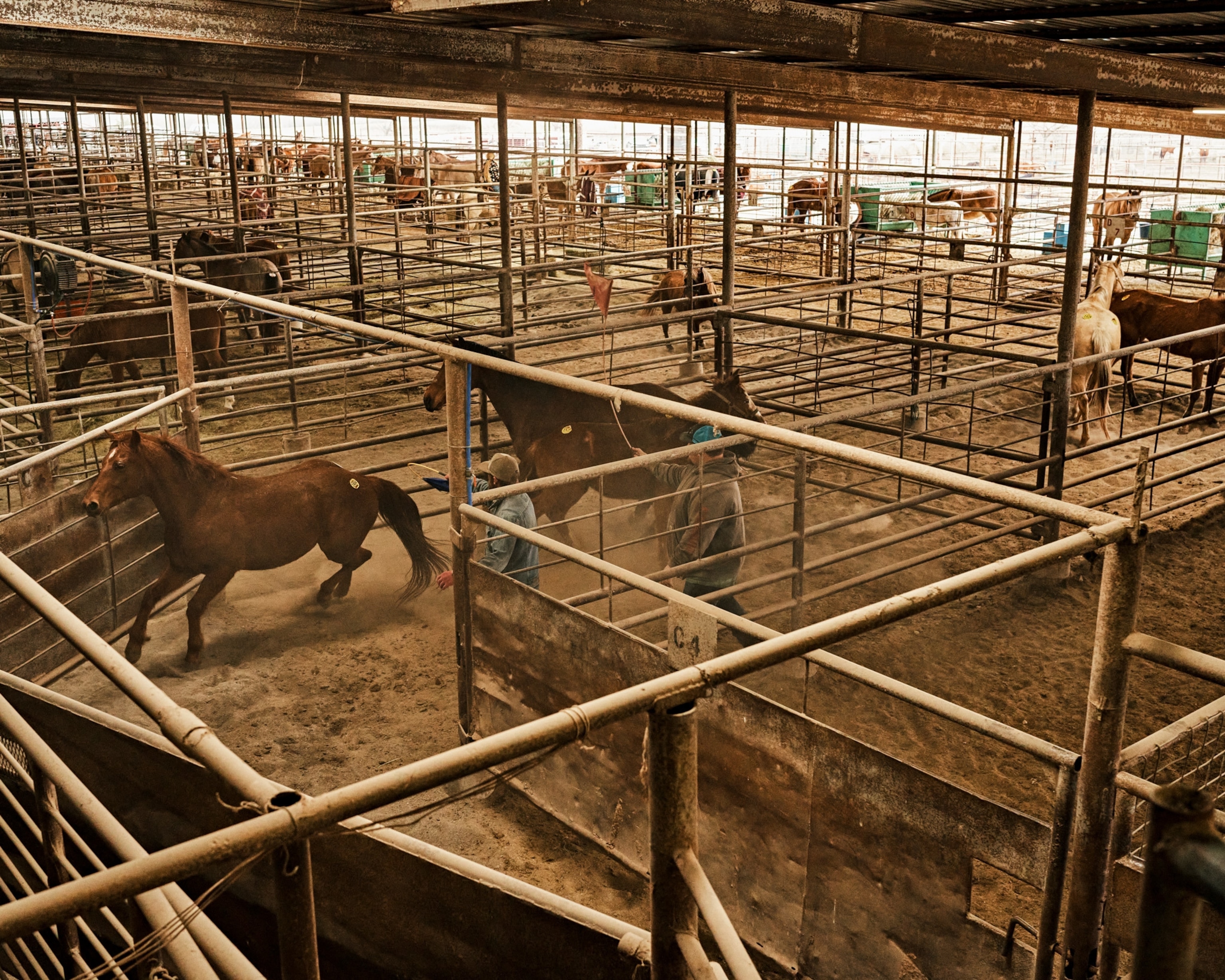 Mustang horses in corrals