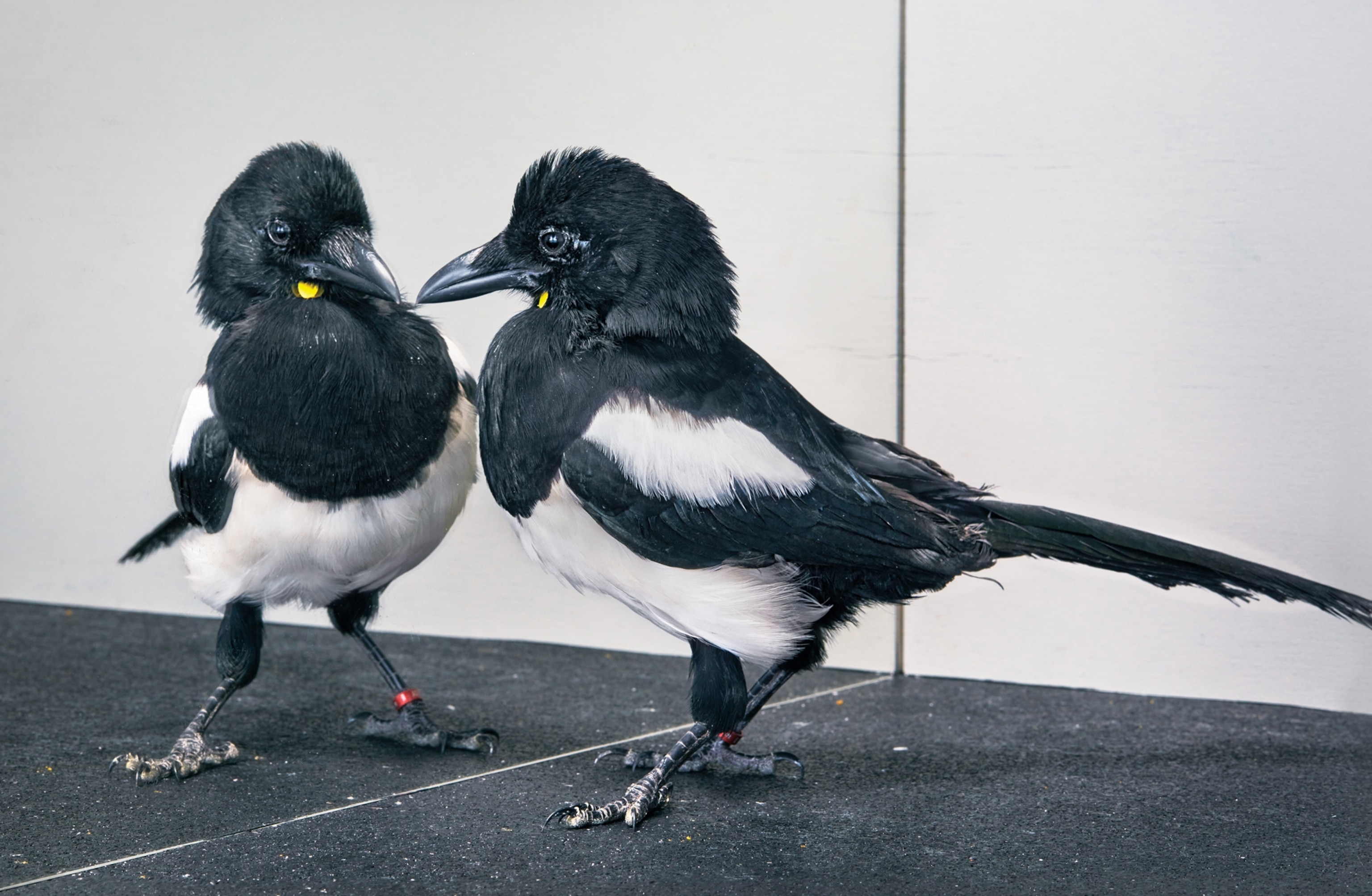 A magpie bird with a yellow spot below its neck looks at themselves in a large mirror.