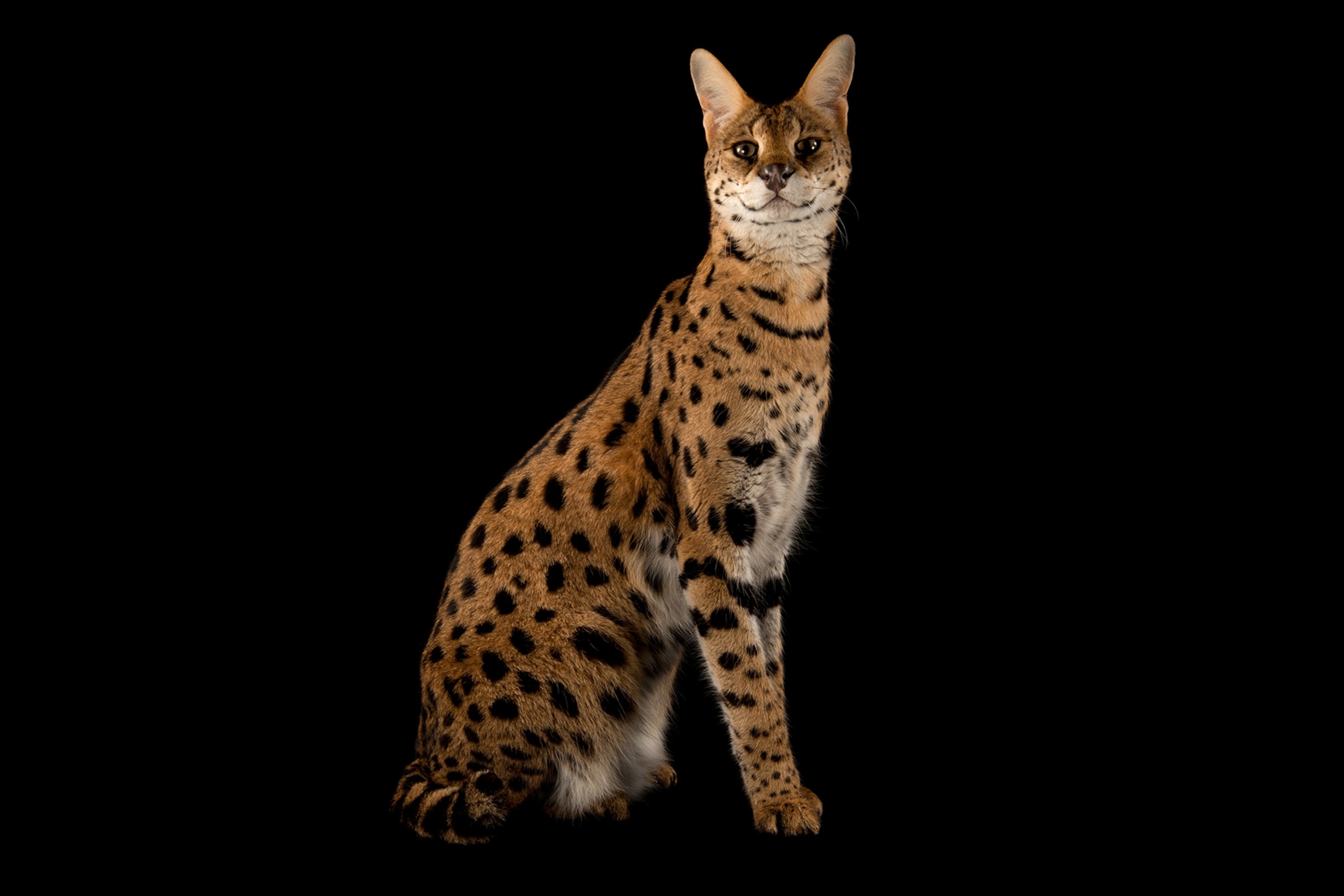 a serval