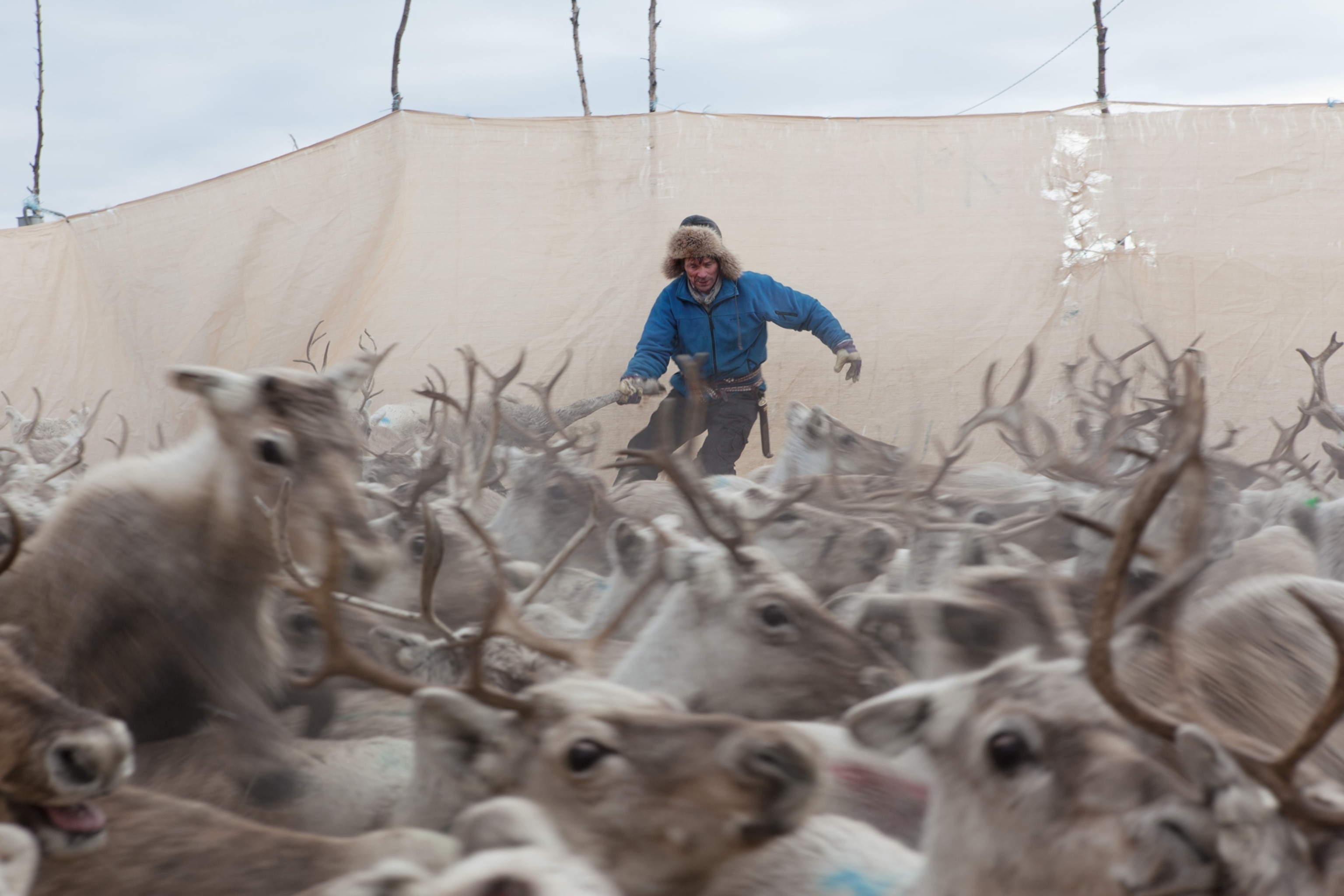 Mathis Gaup separating pregnant cows from a herd of reindeer