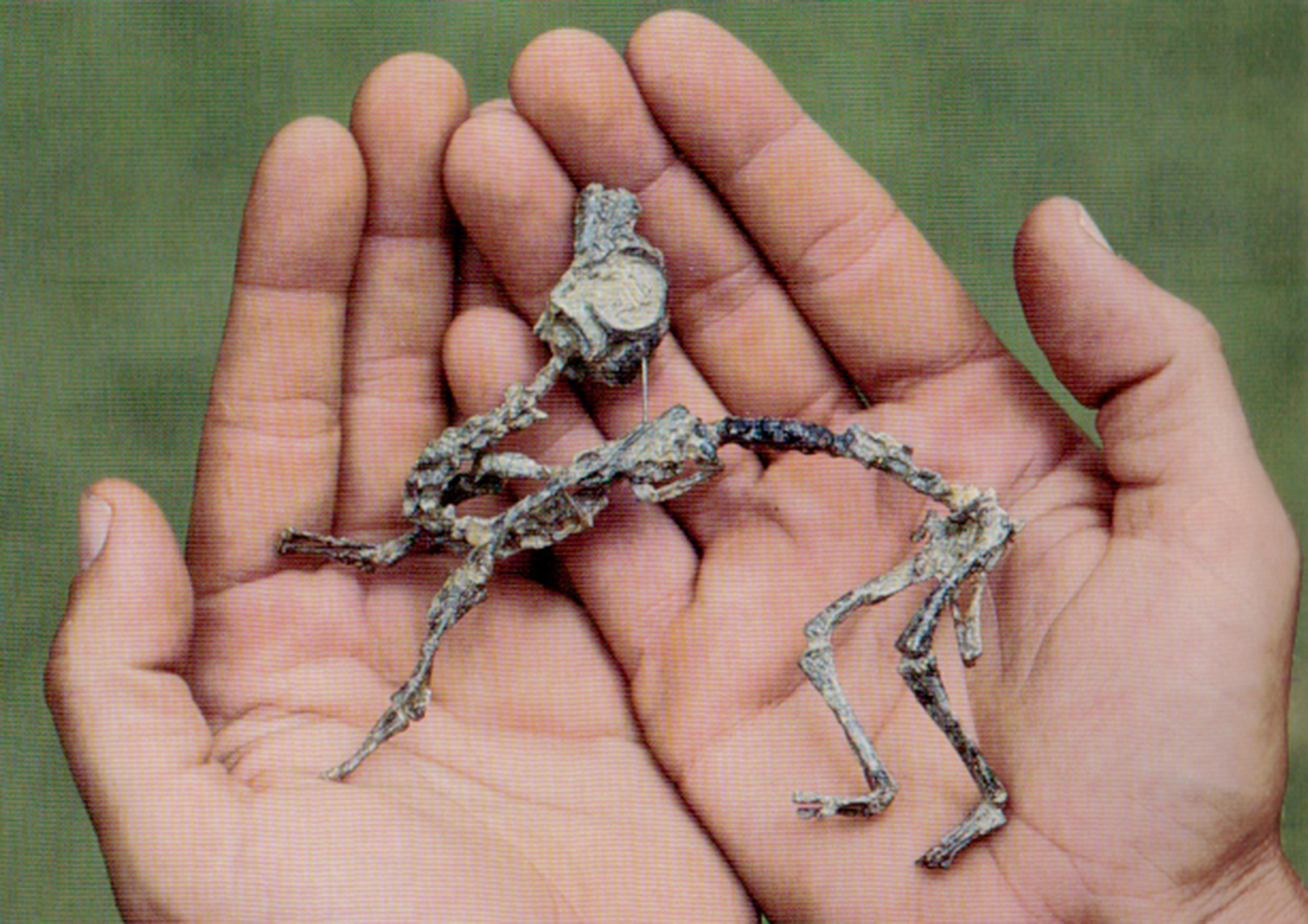 a mussaurus