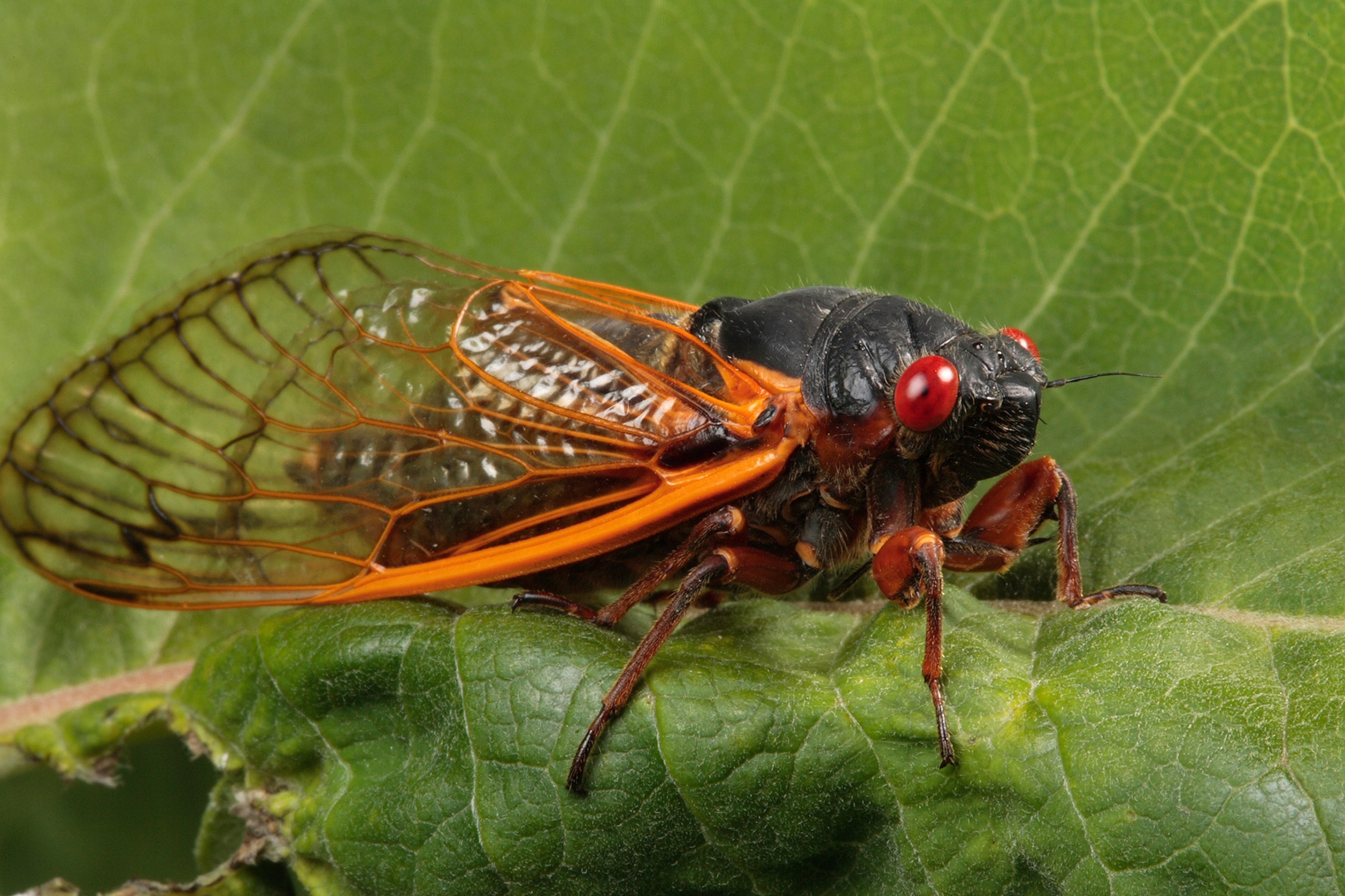a cicada
