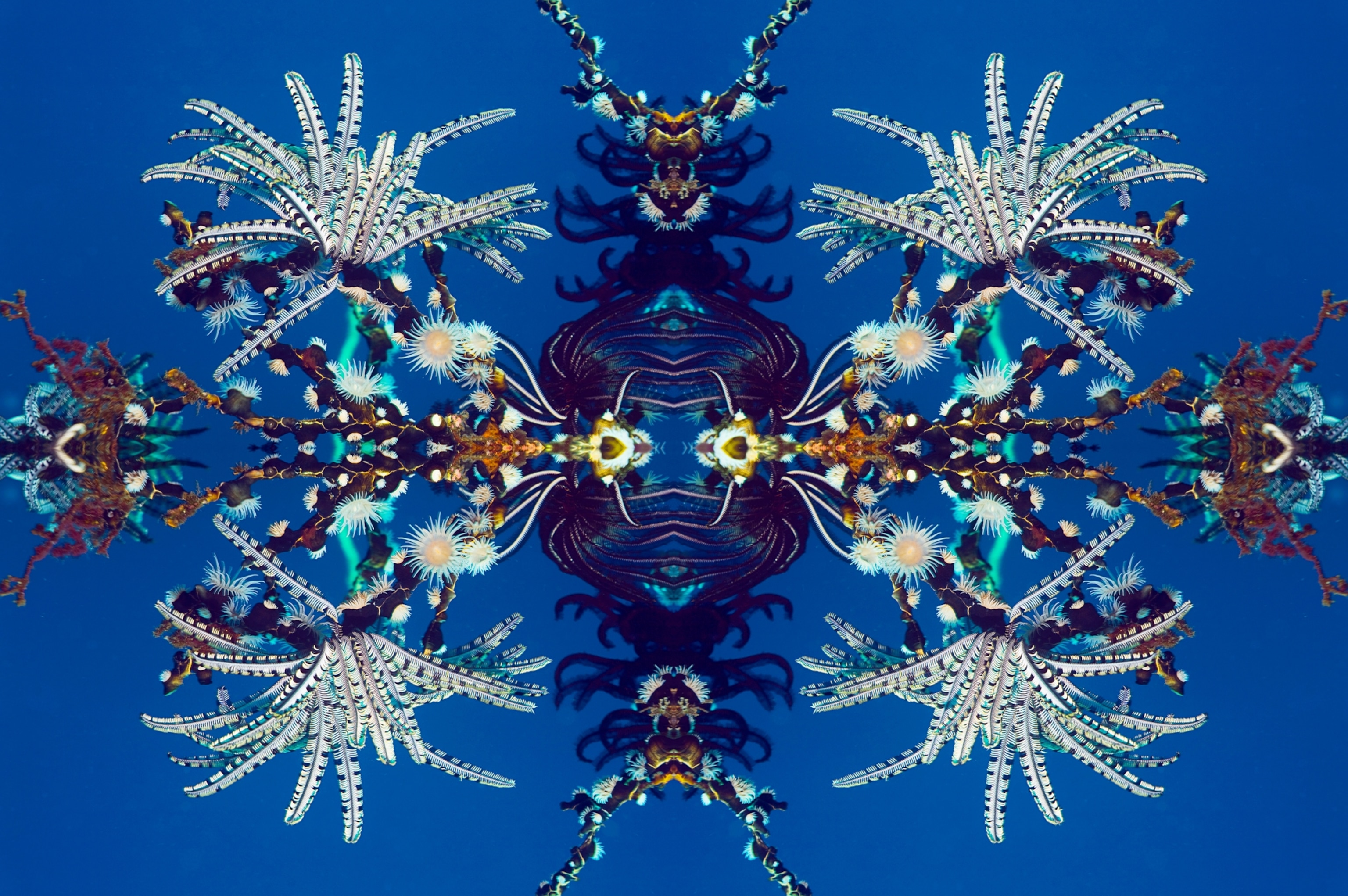 Kaleidoscopic image of white Feather stars and Gorgonian wrapper anemone on deep-blue background.