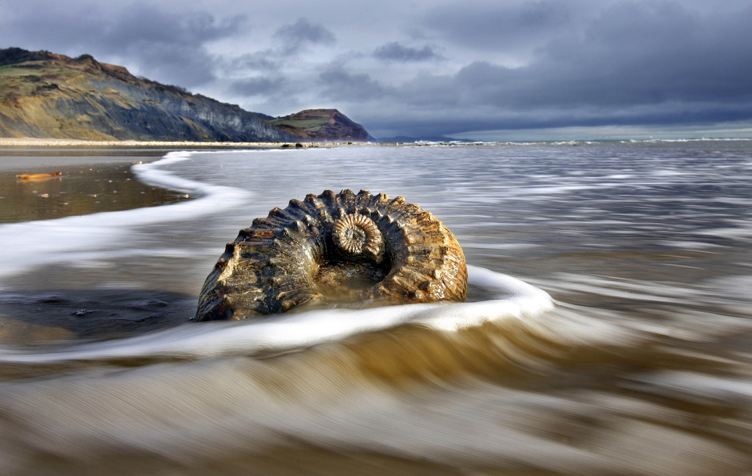 shell fossil on beach of Jurassic Coast near Lyme Regis, England