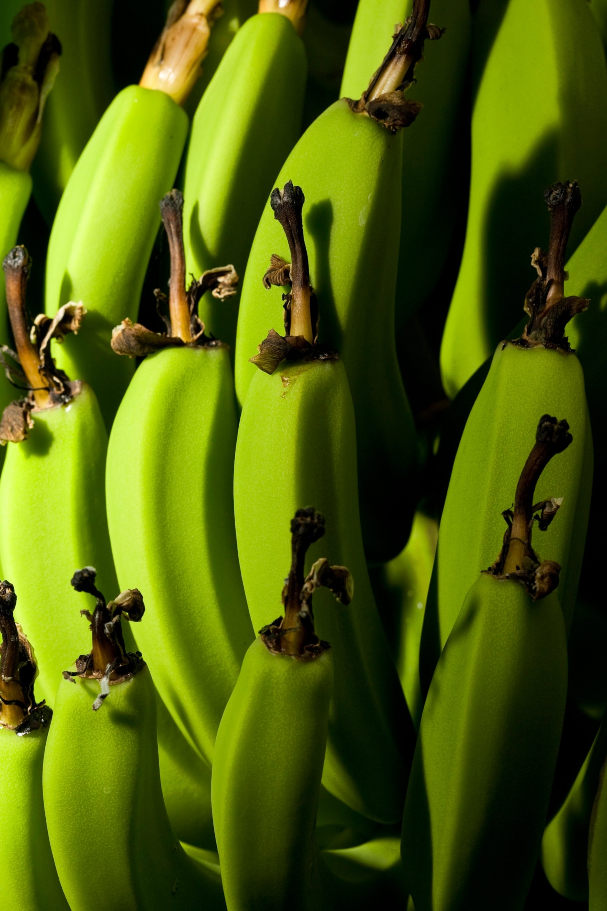 A close-up view of a bunch of green, unripe bananas