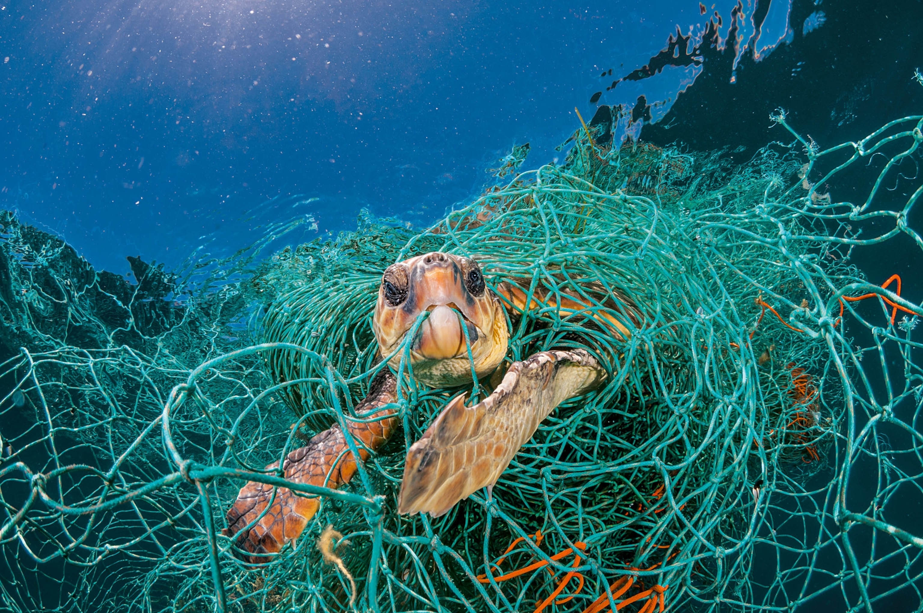 a sea turtle underwater trapped in a turquoise plastic net