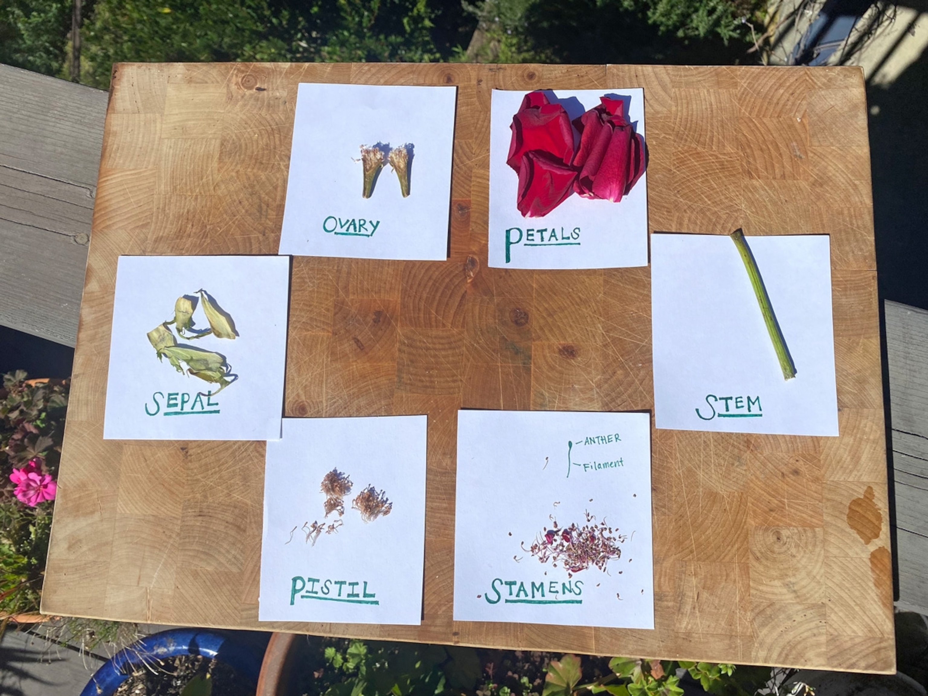 Dissected and labeled flower on a board.