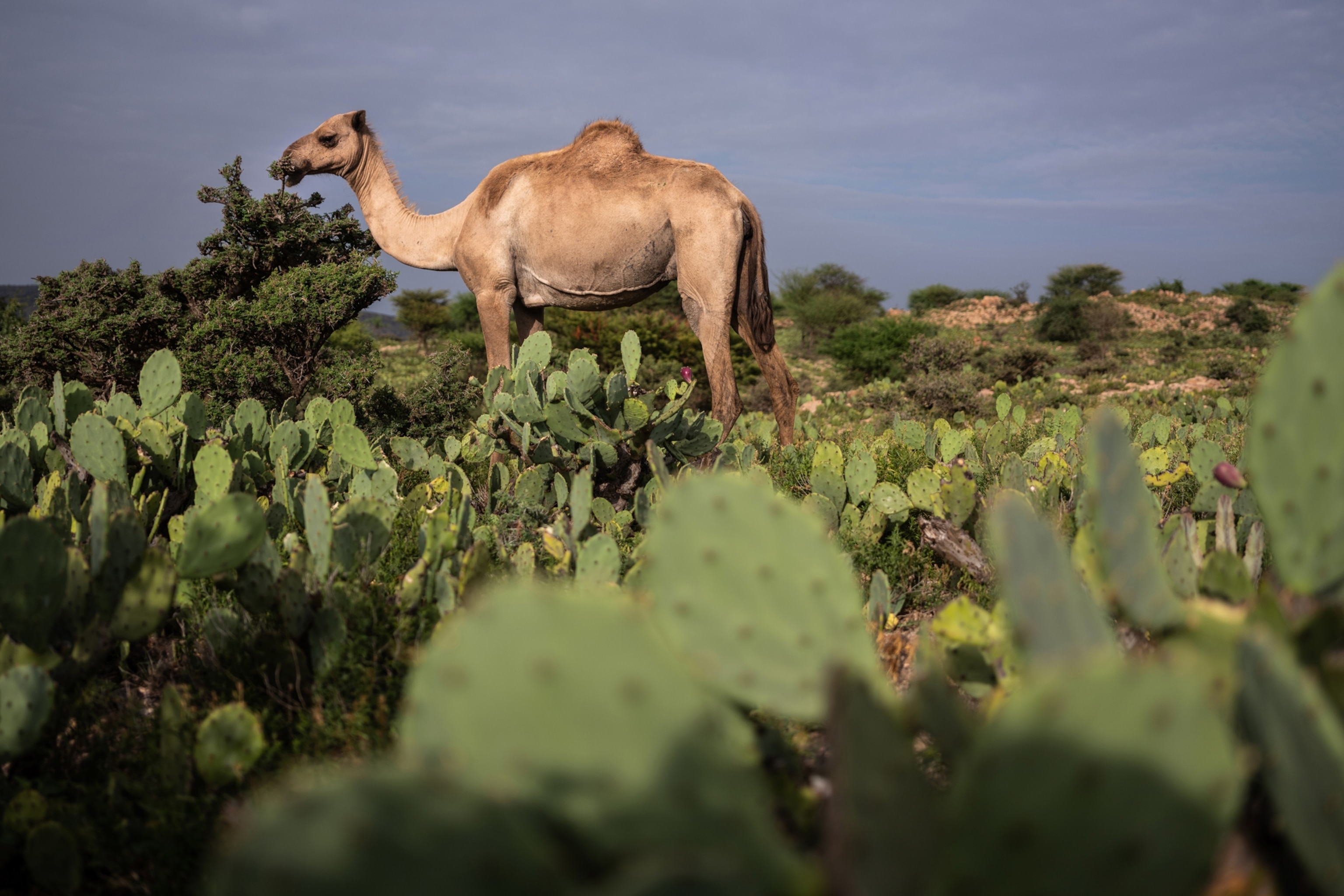 camels grazing with cacti