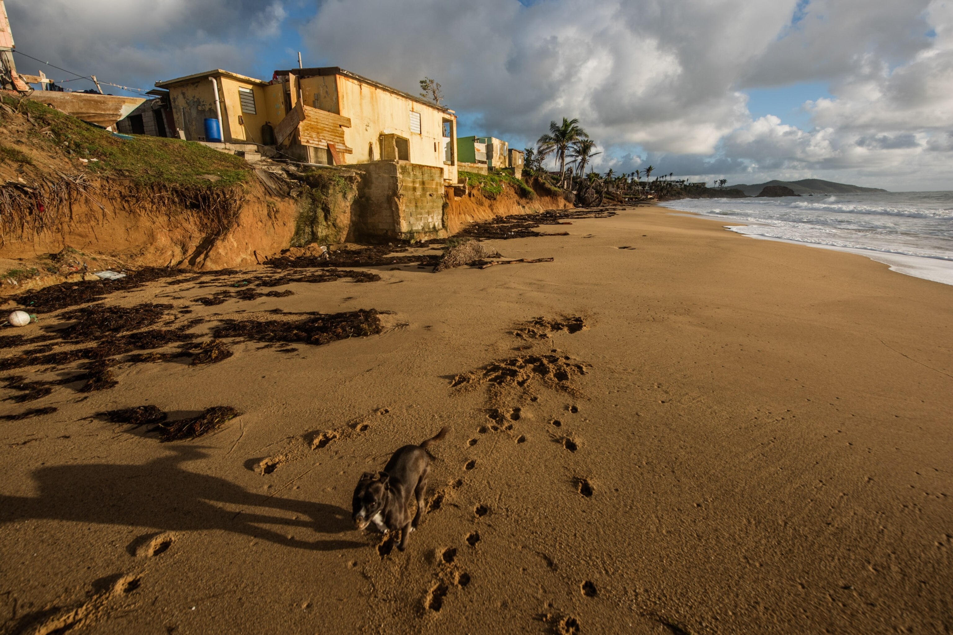 a young dog scampering in the sand at Playa El Negro