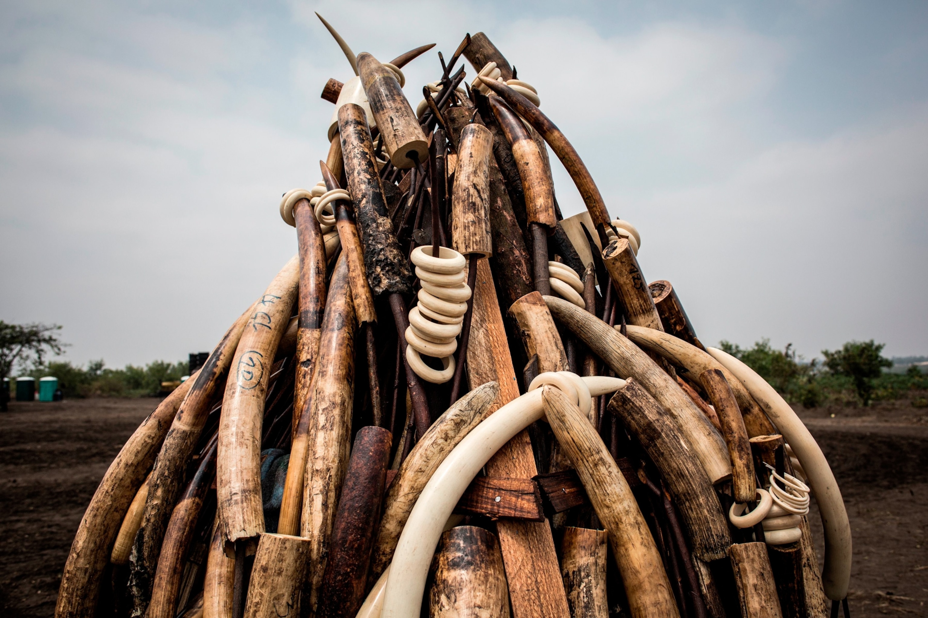 Ivory tusks and bracelets made from ivory are seen stacked on a pyre to be destroyed with fire.