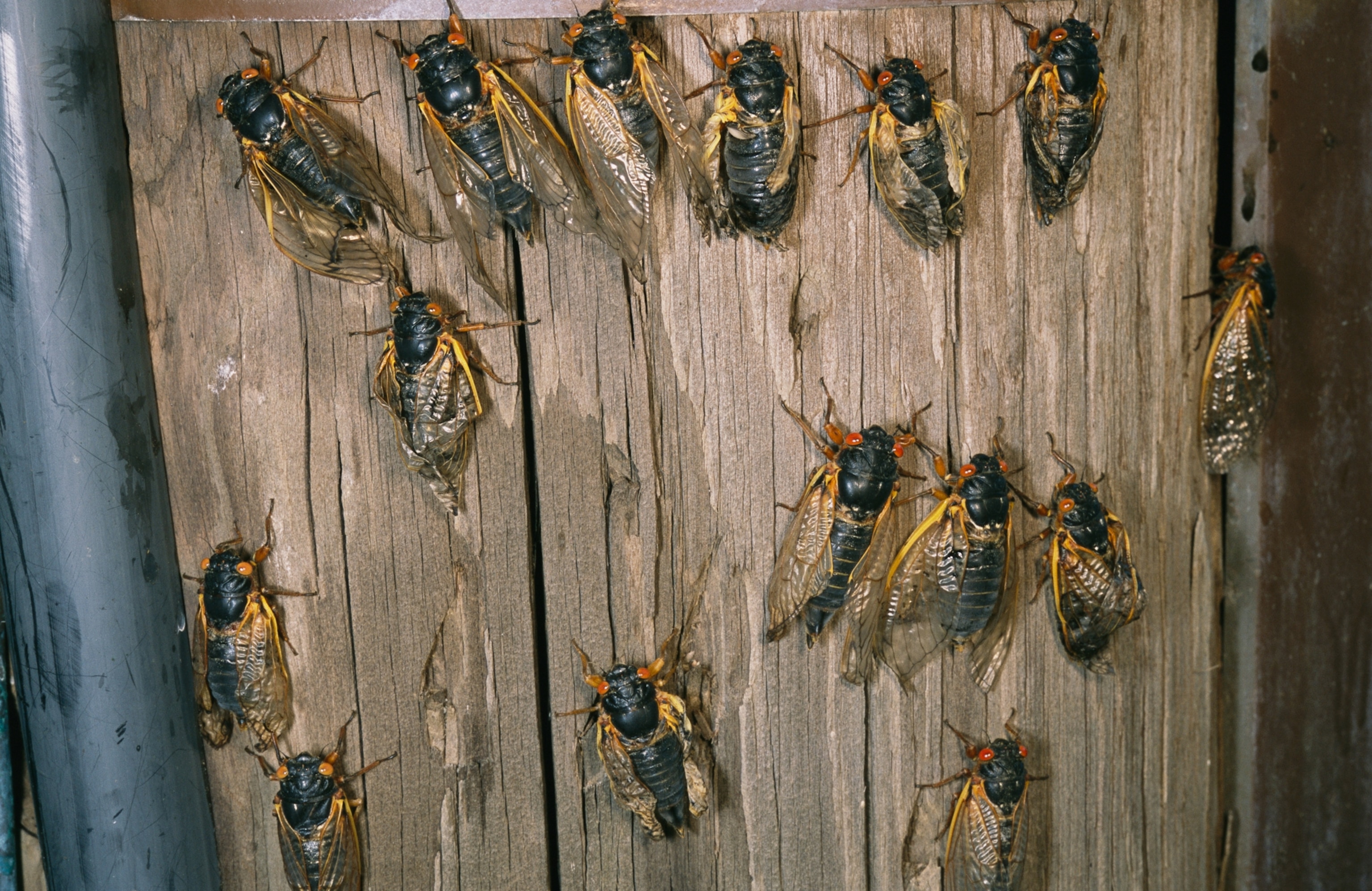 Many cicadas on a wooden fence