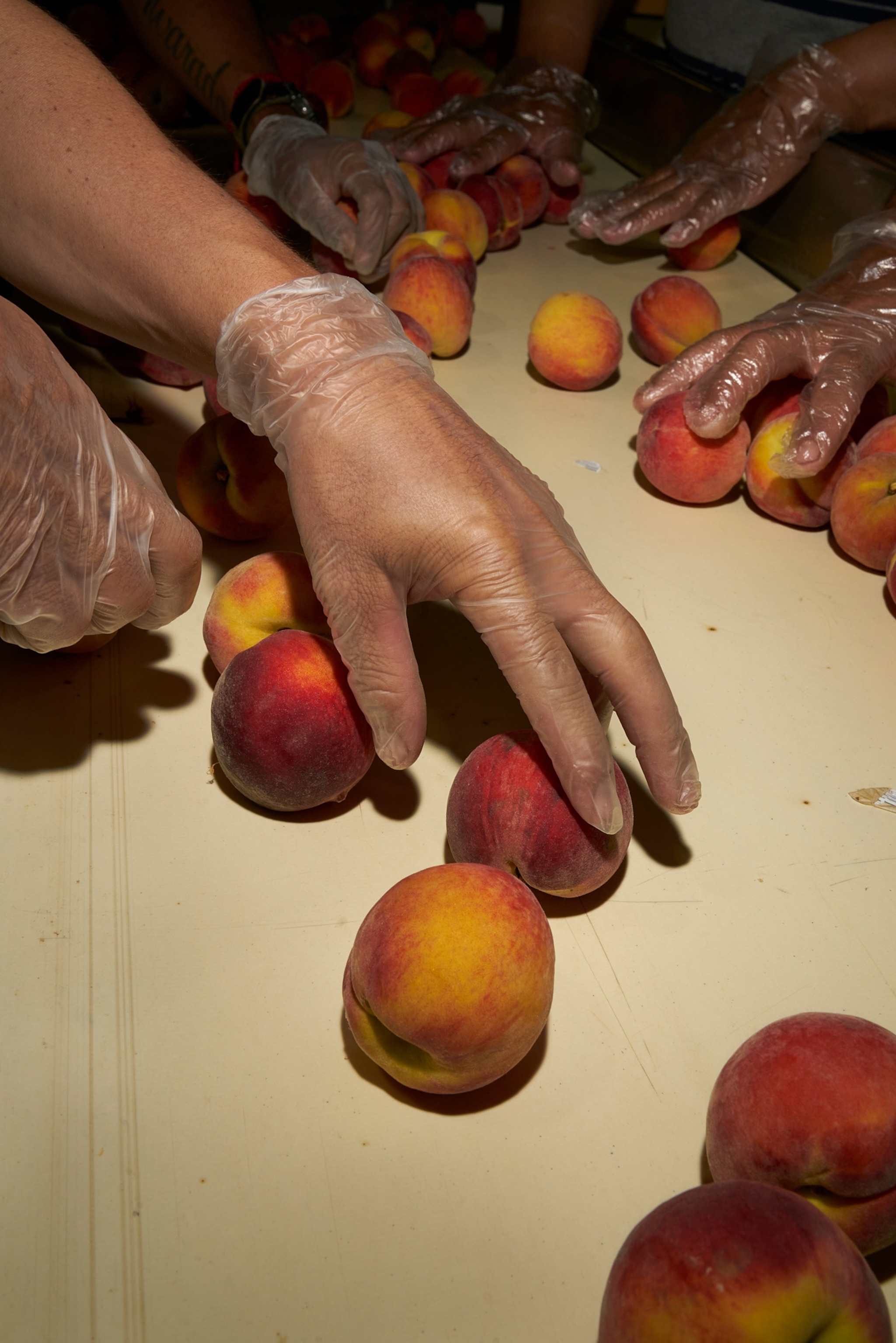 a quality check conducted on peaches at pearson farm