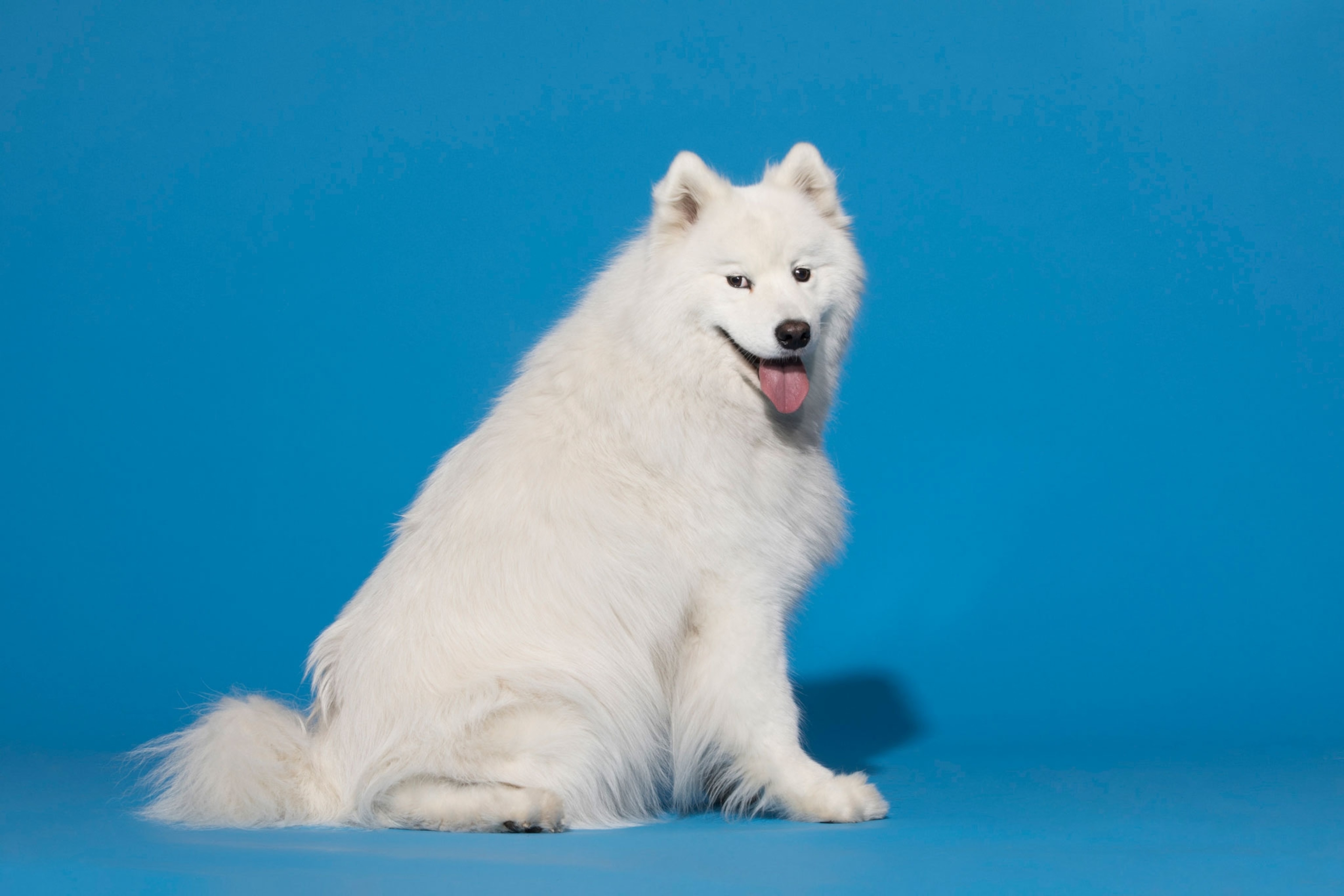a dog named Penny