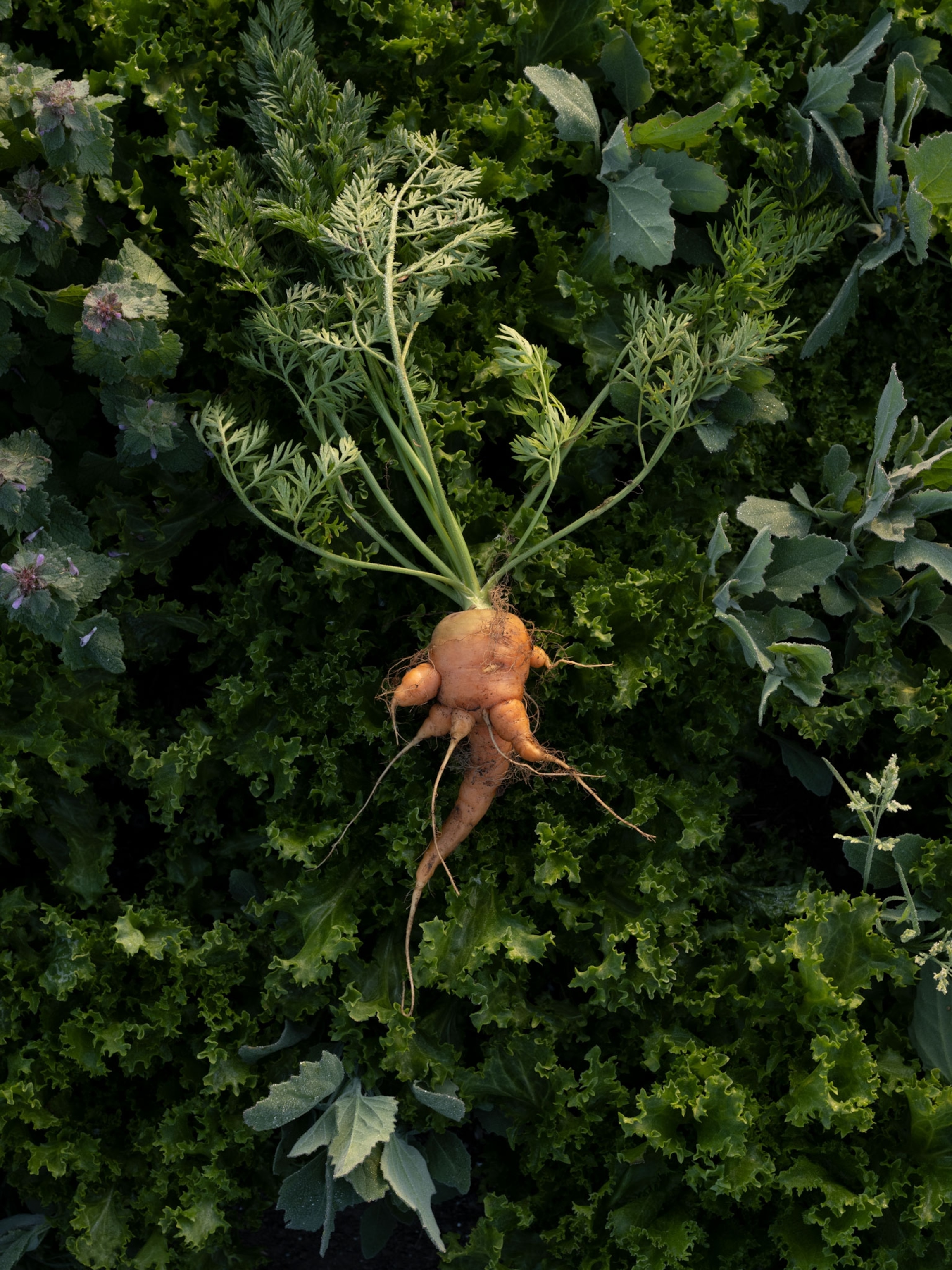A freshly picked carrot, over a garden bed of frisée endive.
