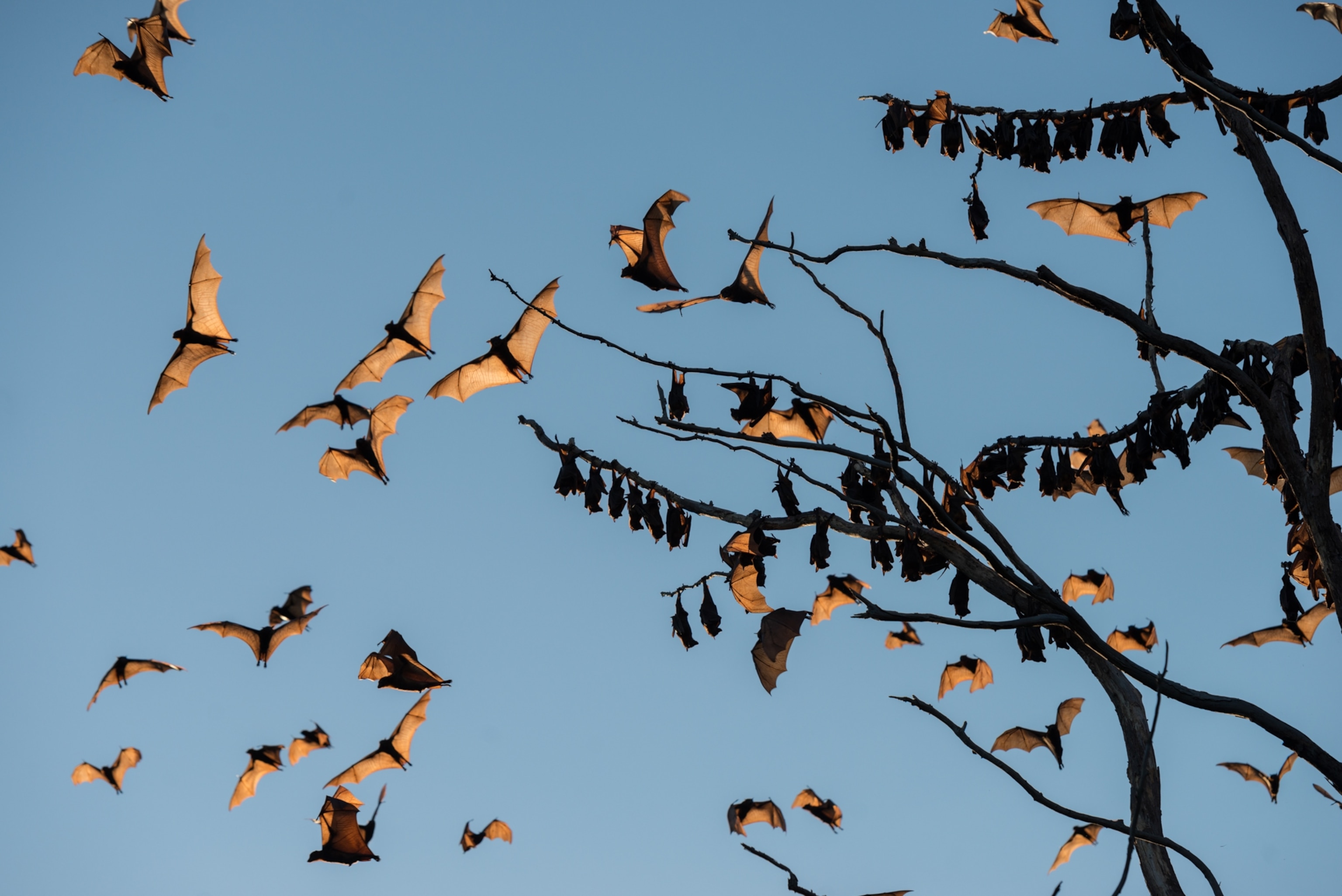 swarm of bats flying in the sky