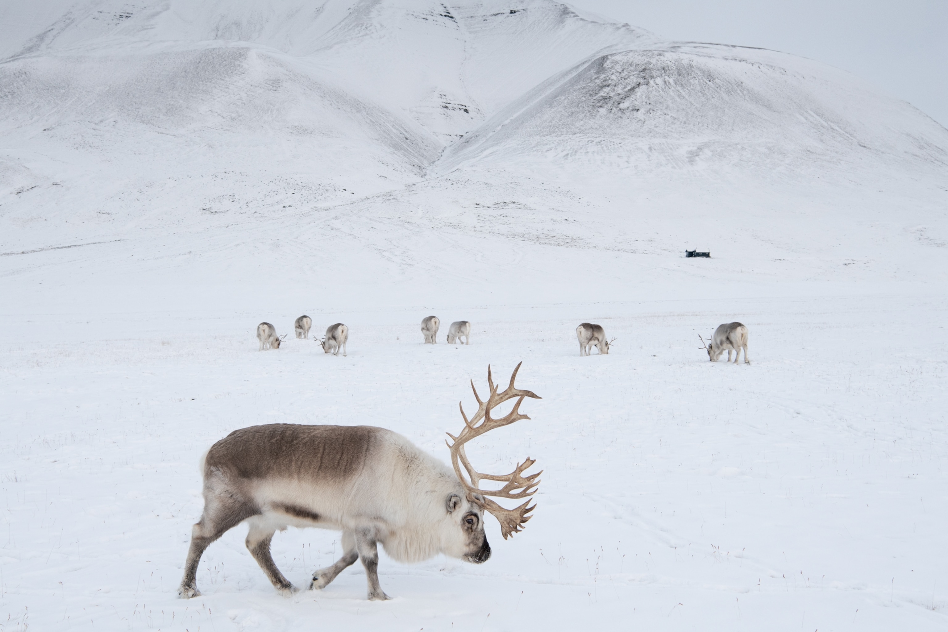 Picture of male deer on foreground and group of female deers on background.