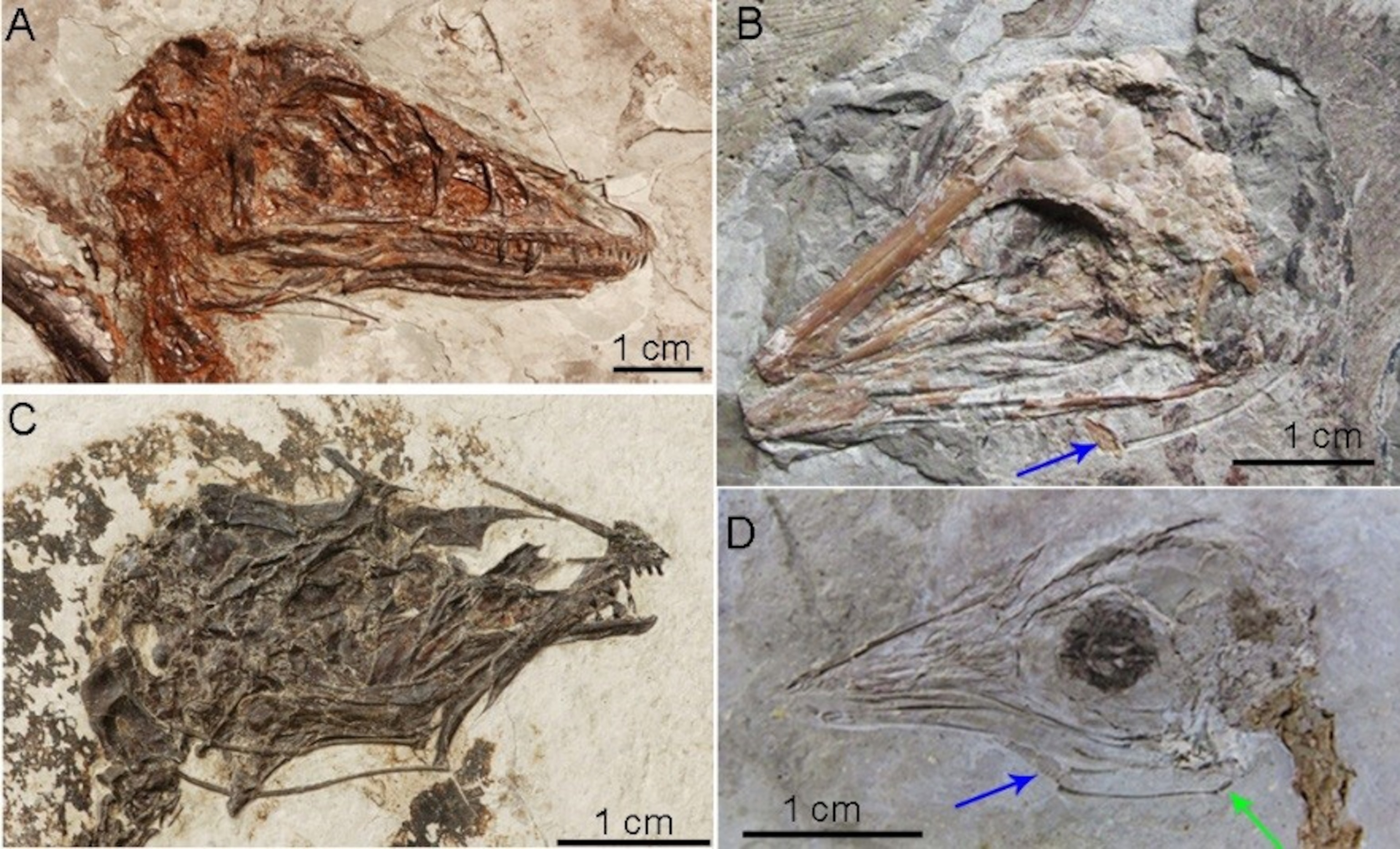 fossils discovered in Northeast China with the hyoid bones preserved