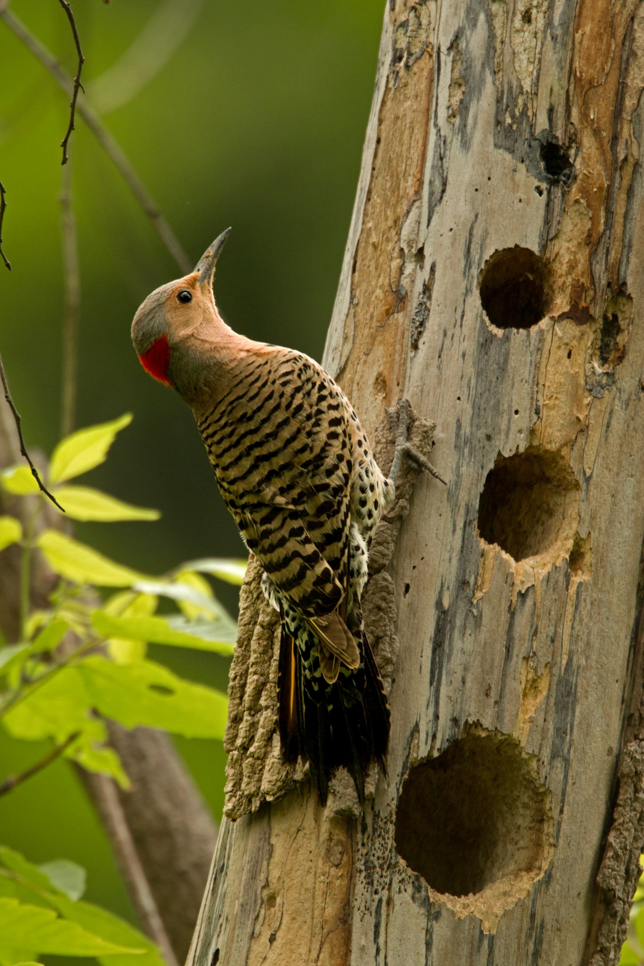 A bird on a tree with holes in it.