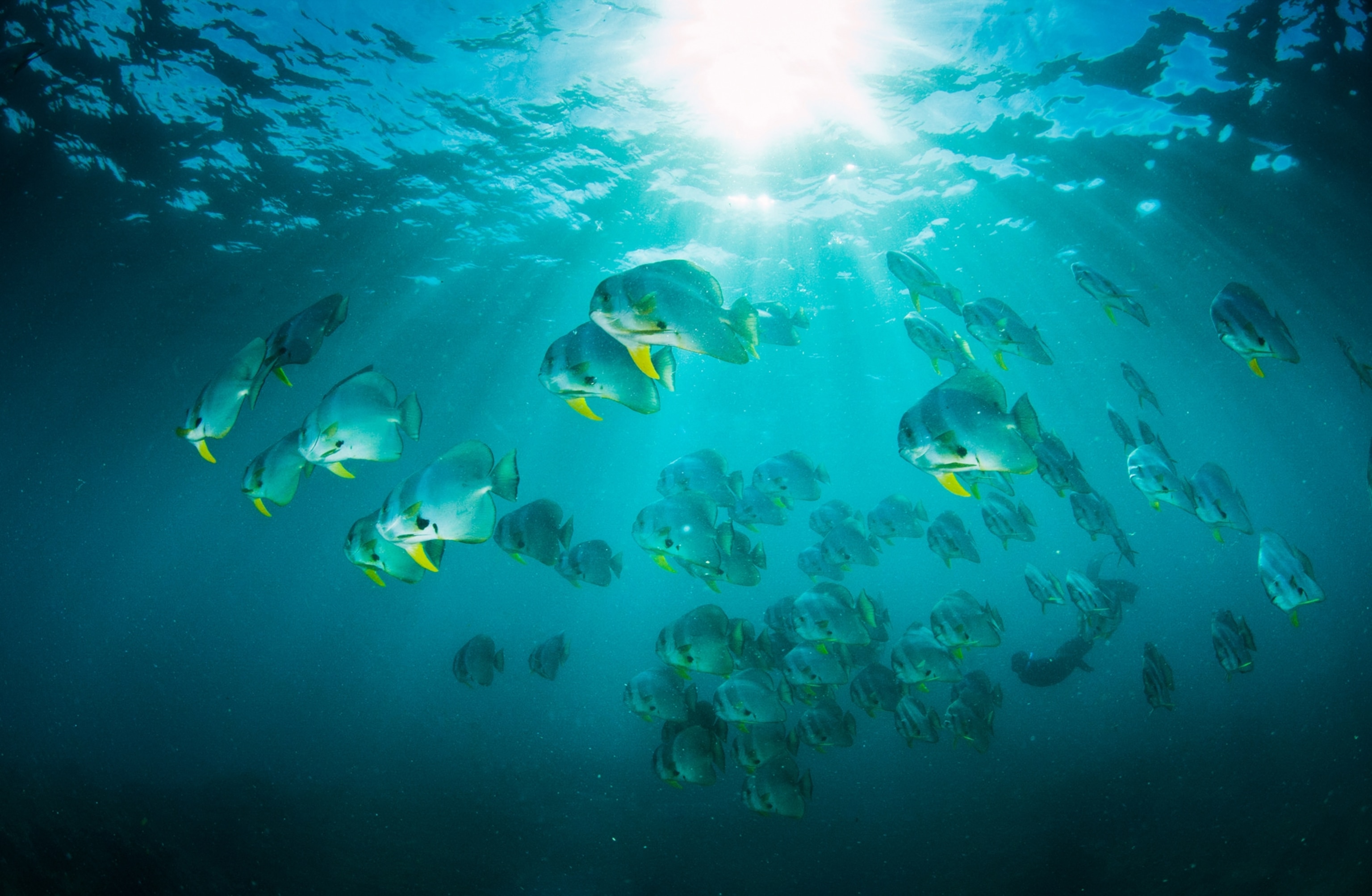 batfish swimming at Aliwal Shoal, South Africa